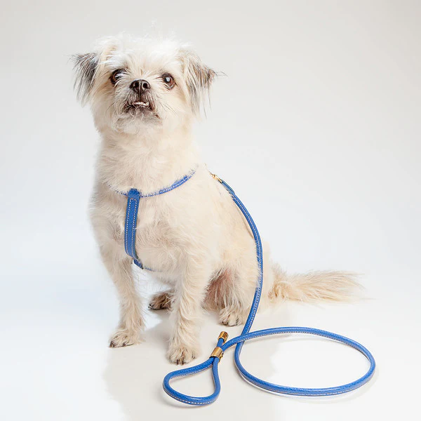 Italian Leather Harness in Blue << FINAL SALE >> - Image 5