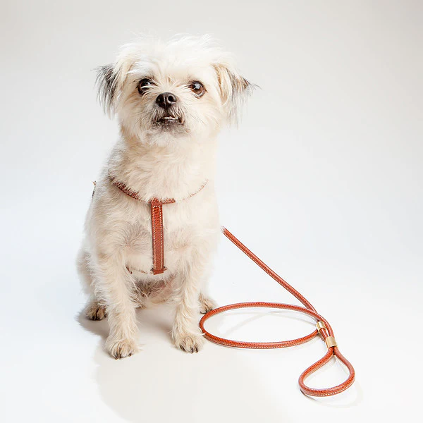 Italian Leather Dog Harness in Luggage Brown - Image 3