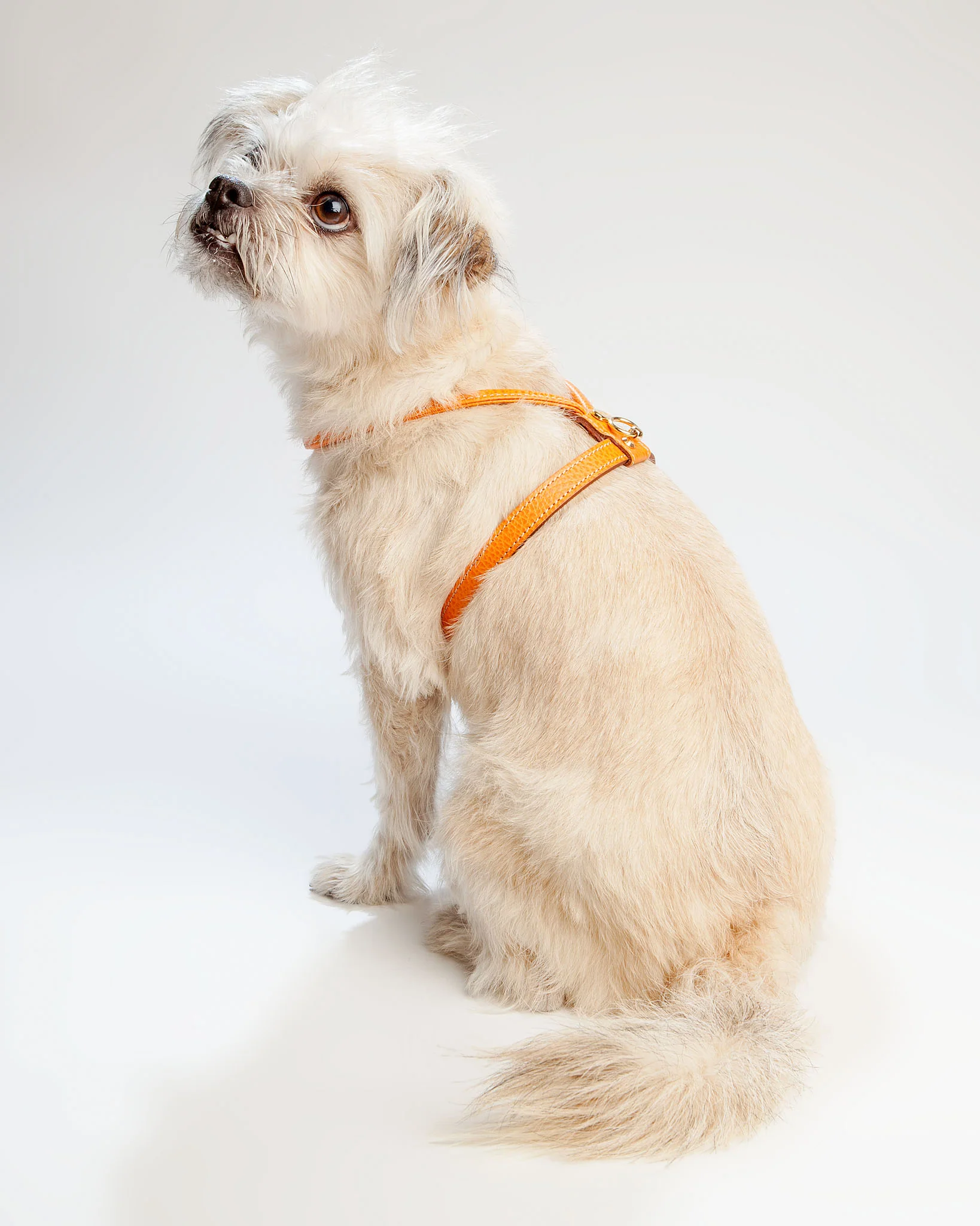 Italian Leather Harness in Orange - Image 2