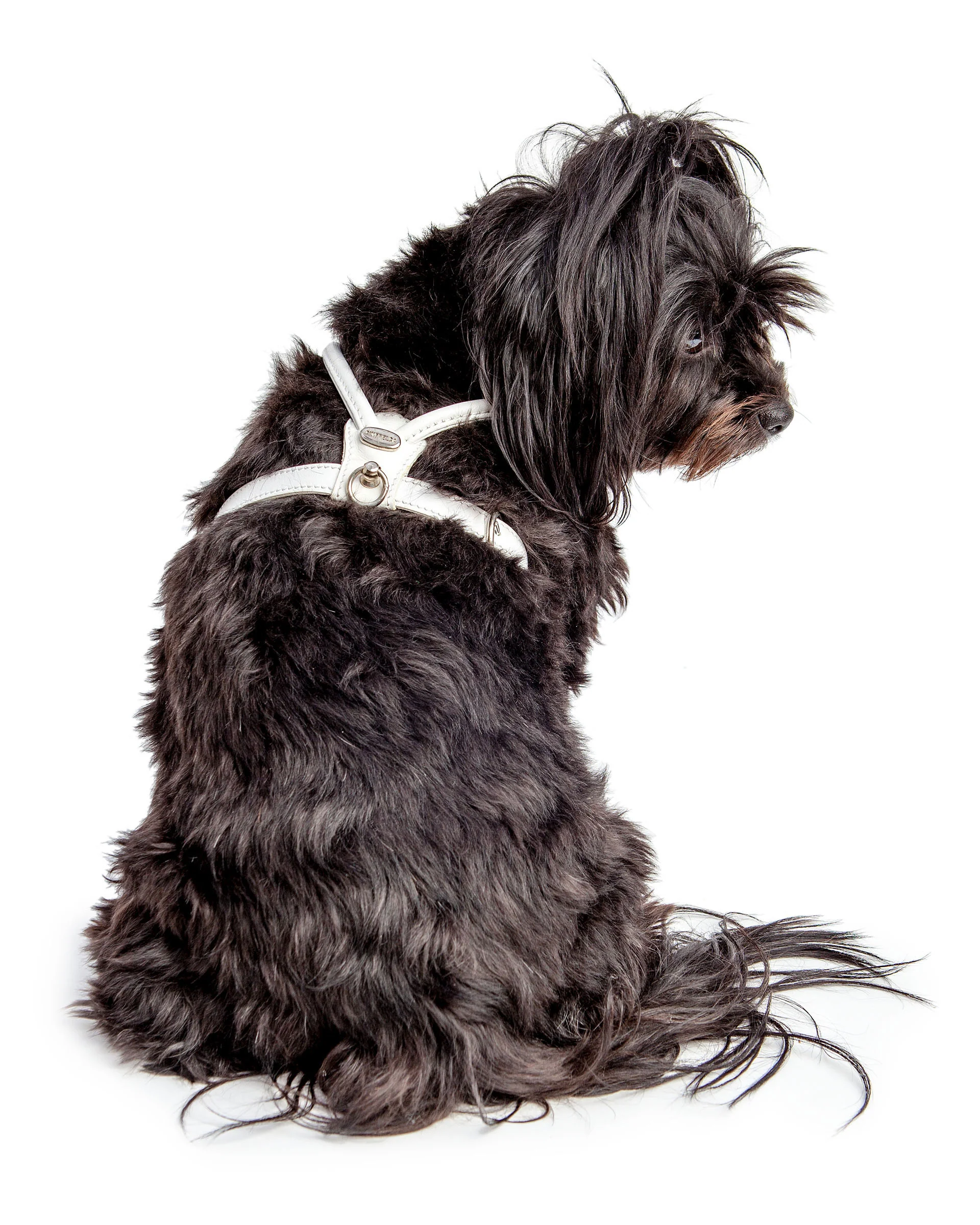 Italian Leather Dog Harness in Ultra White (FINAL SALE)