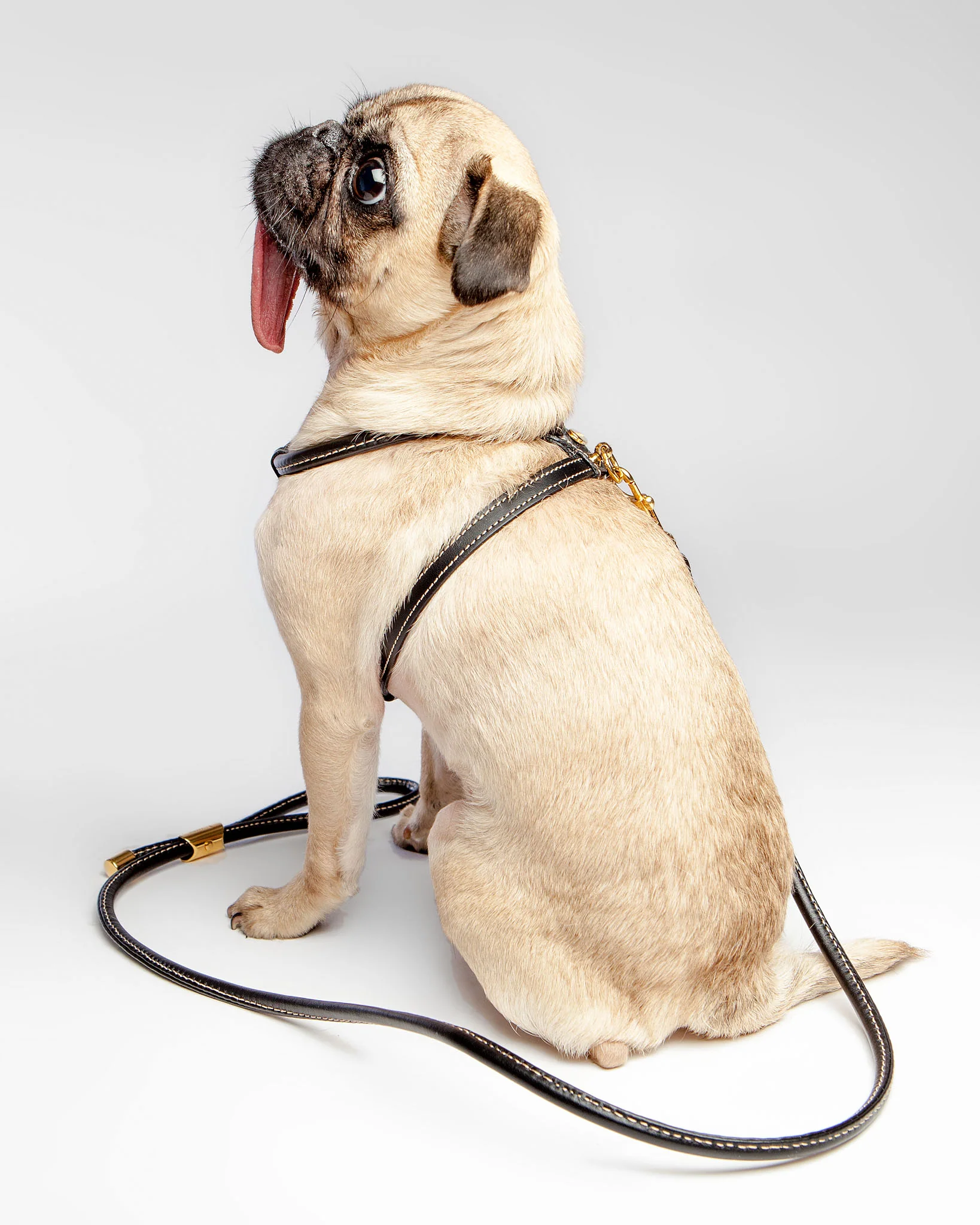 Italian Leather Dog Leash in Classic Black