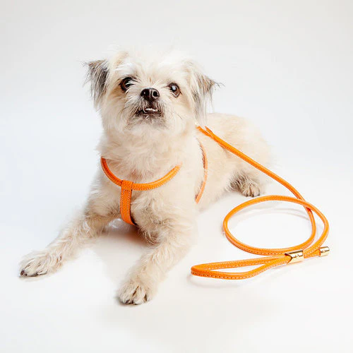 Italian Leather Dog Leash in Orange - Image 4