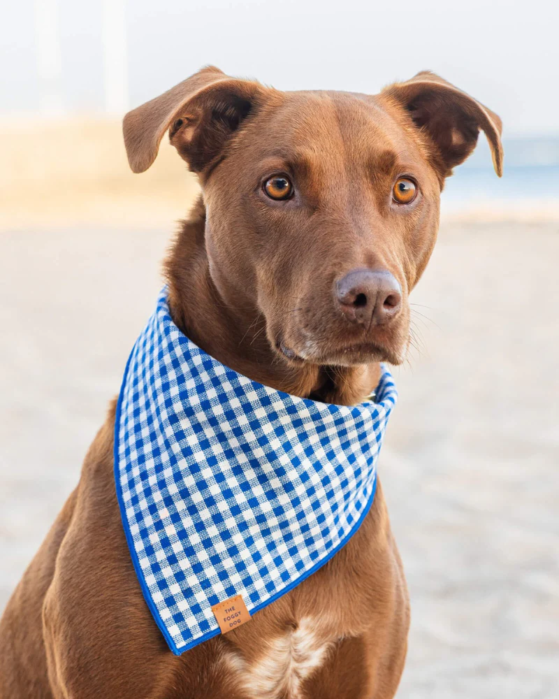 Lake Blue Gingham Dog Bandana
