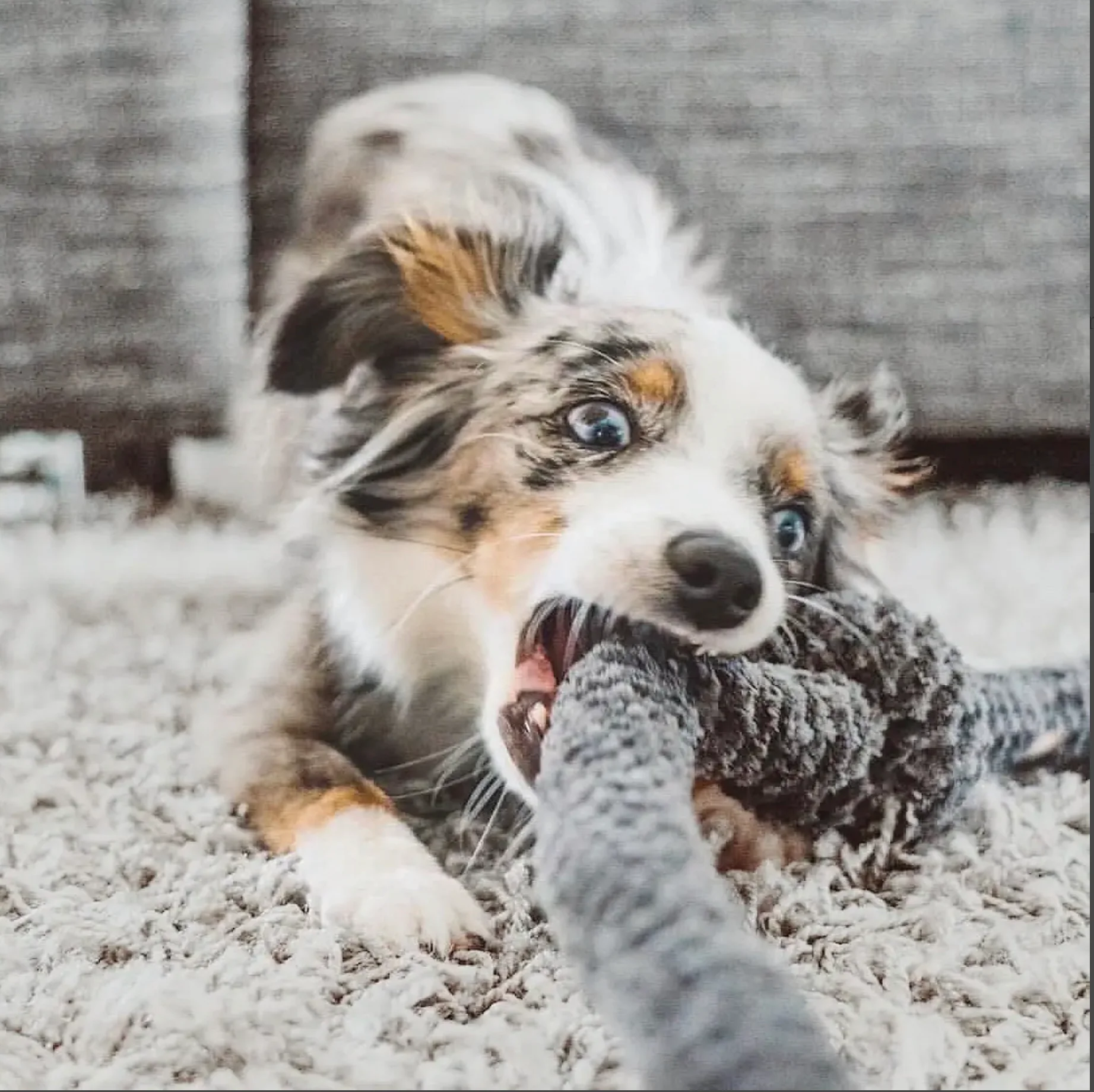 NouNouNou Interactive Dog Toy in Corduroy Slate - Image 6