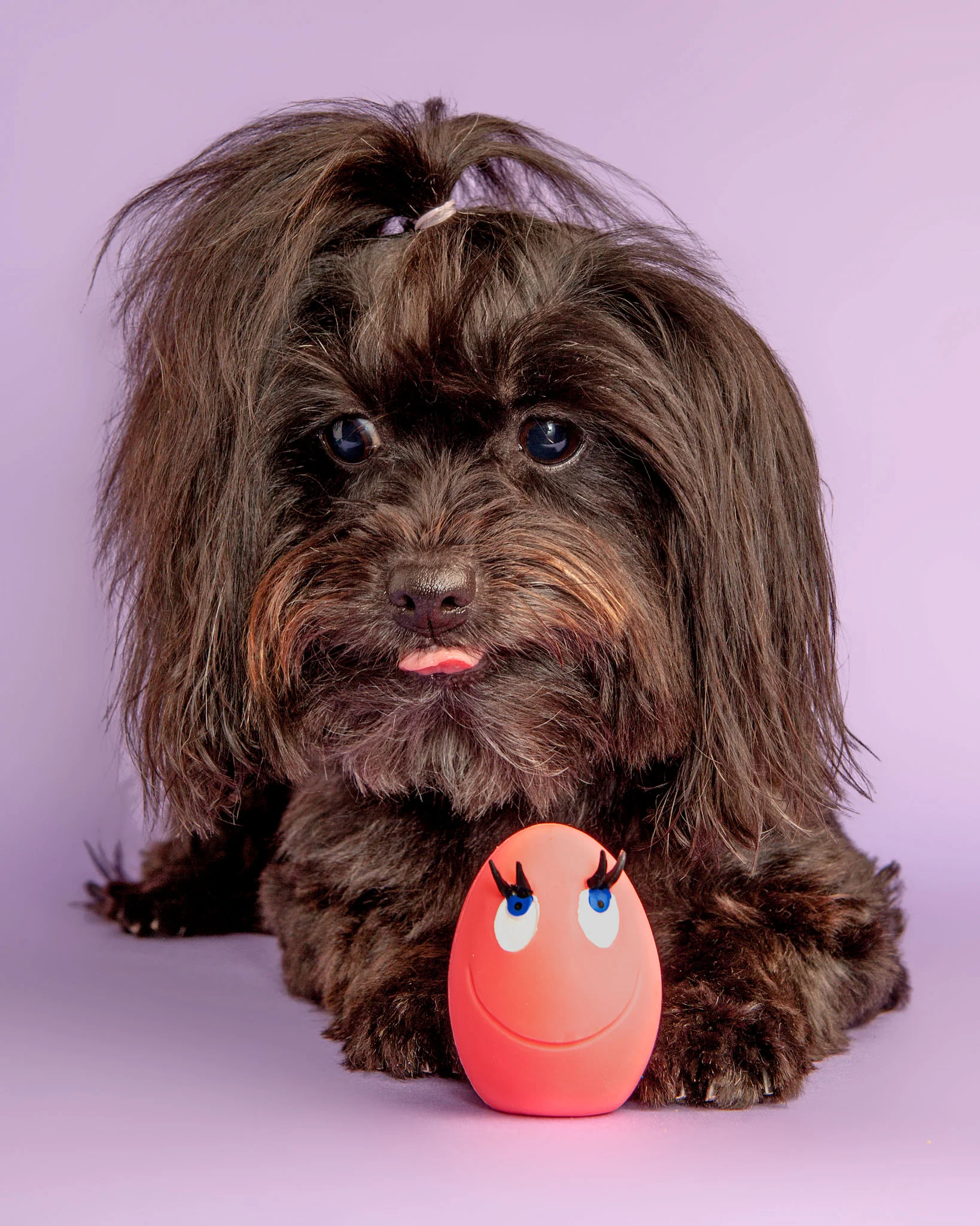 Multi-Color Squeaky Latex Dog Toy Egg Carton - Image 3