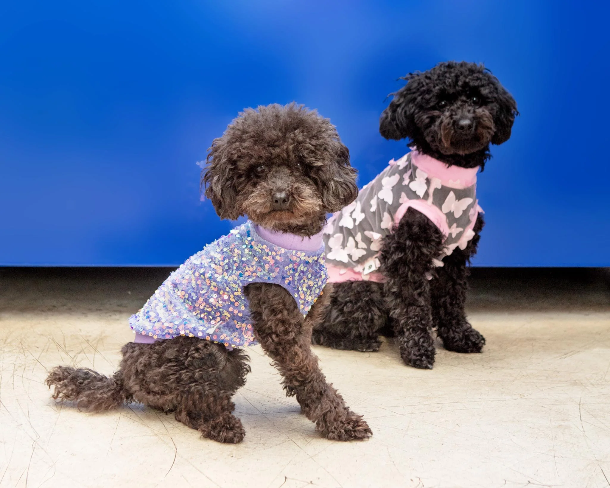 Lavender Sequin Dog Shirt (Made in the USA) (FINAL SALE) - Image 3