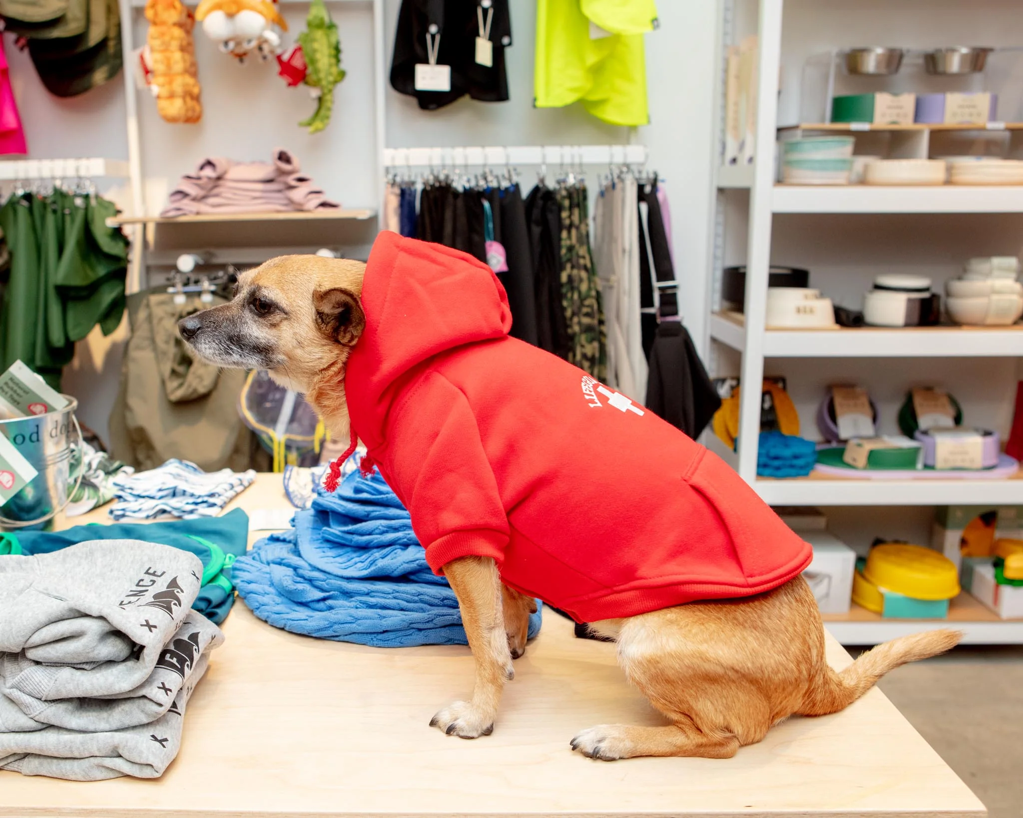 Lifeguard Dog Hoodie in Red (FINAL SALE) - Image 3
