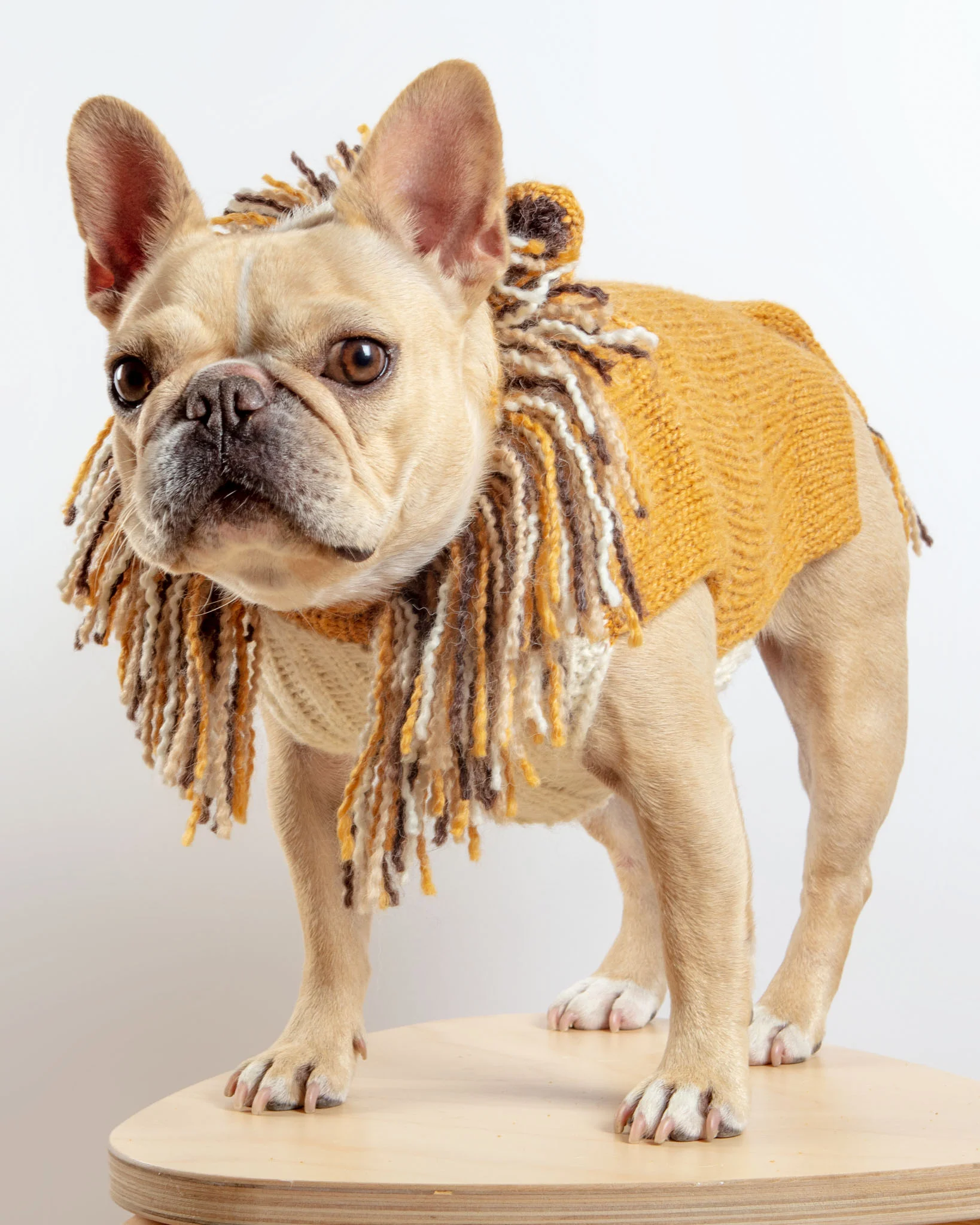 Lion Hand-Knit Dog Sweater (DOG & CO. Exclusive) (FINAL SALE) - Image 4