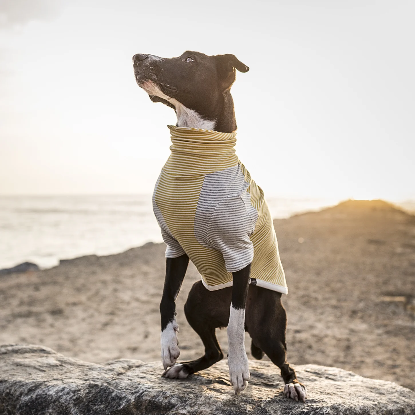 LONG DOG CLOTHING | The Early Bird - Image 3
