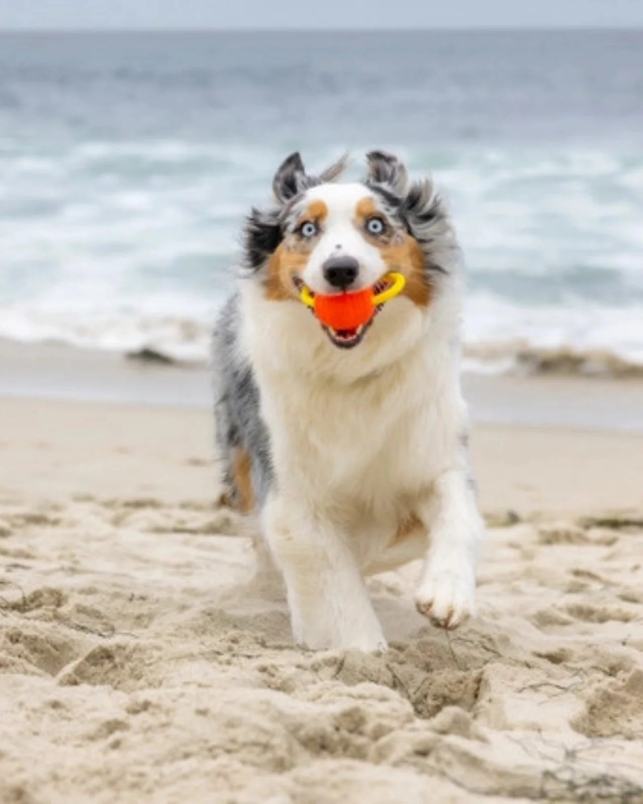 Hive Zoomer Launcher & Looped Ball Dog Toy (Made in the USA) - Image 8