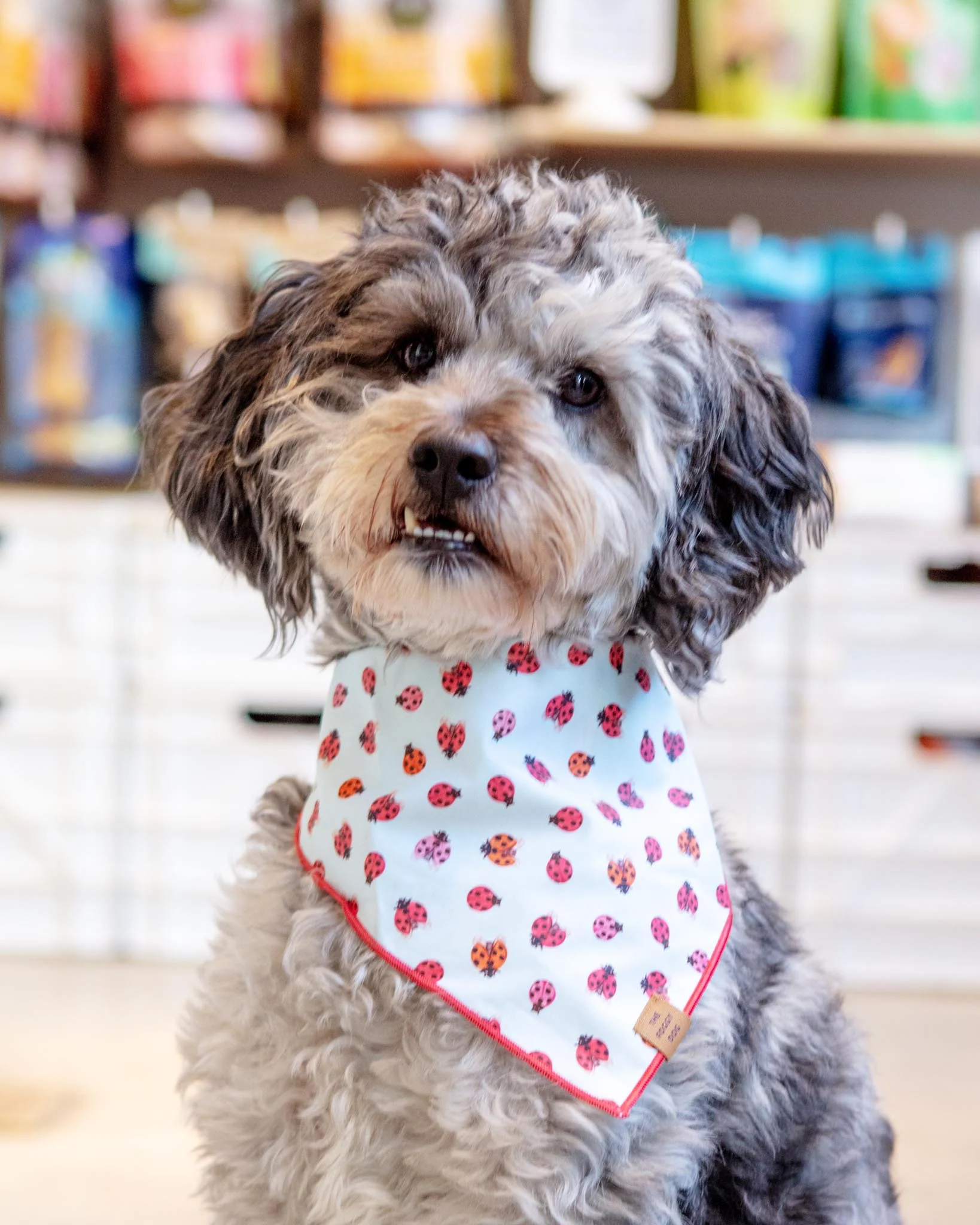 Love Bug Spring Dog Bandana (Made in the USA) (FINAL SALE)