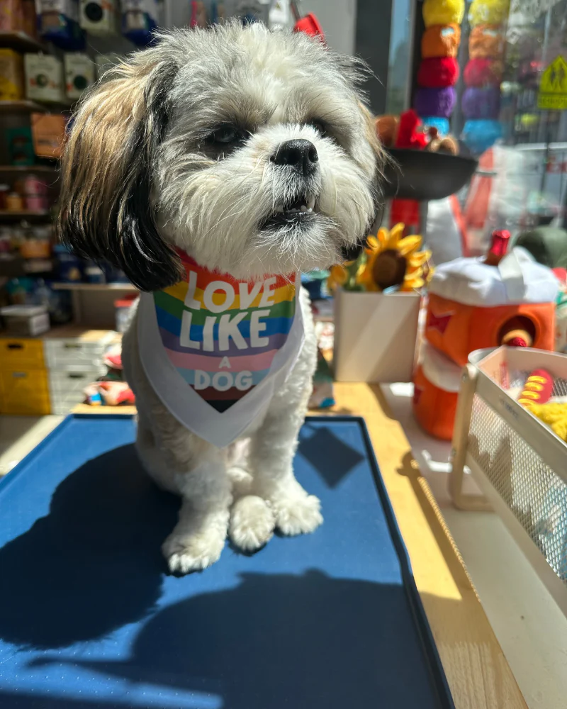 Love Like a Dog Pride Bandana - Image 3