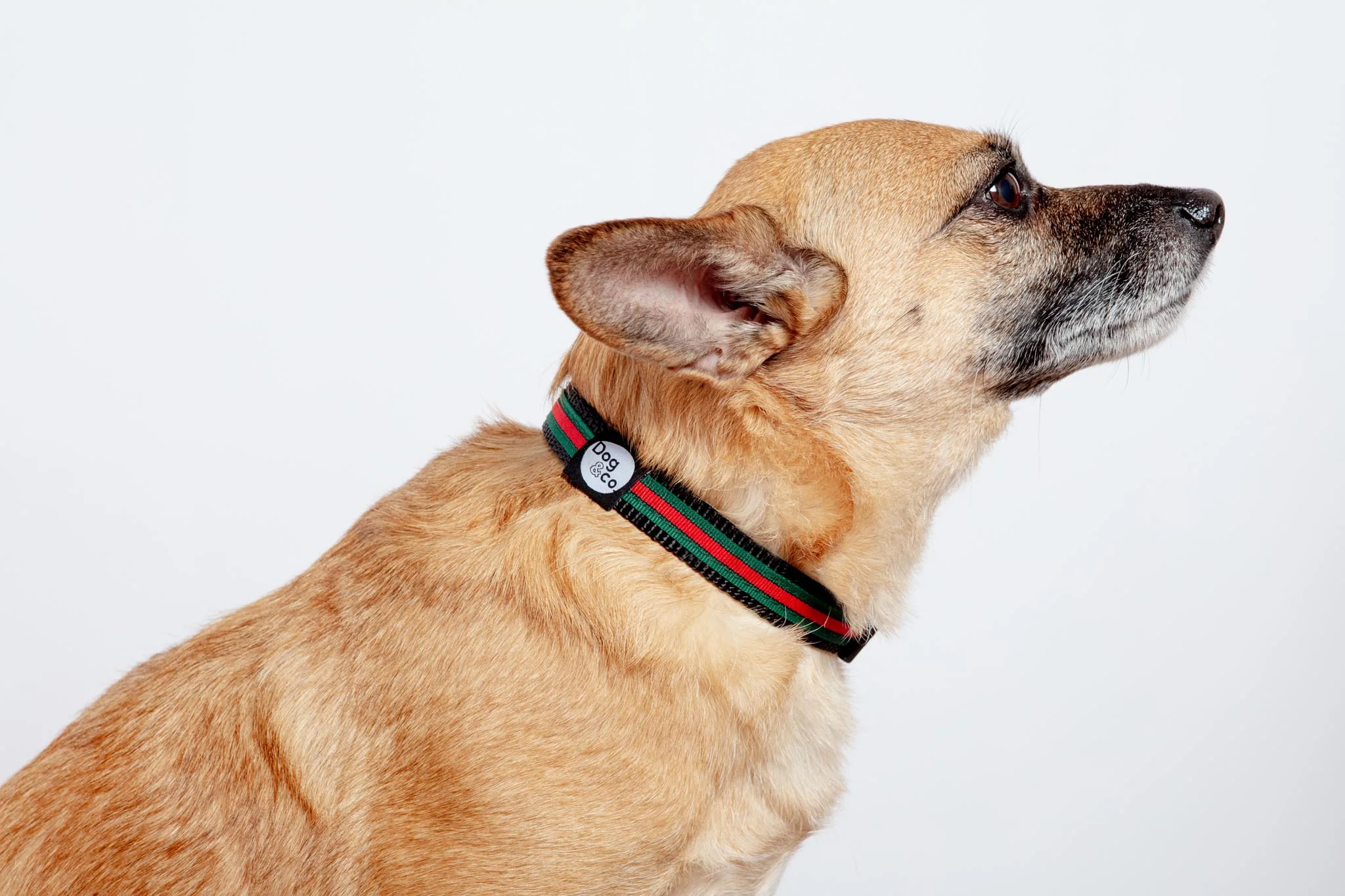 Luxe Green & Red Stripe Dog Collar (Made in NYC) - Image 3