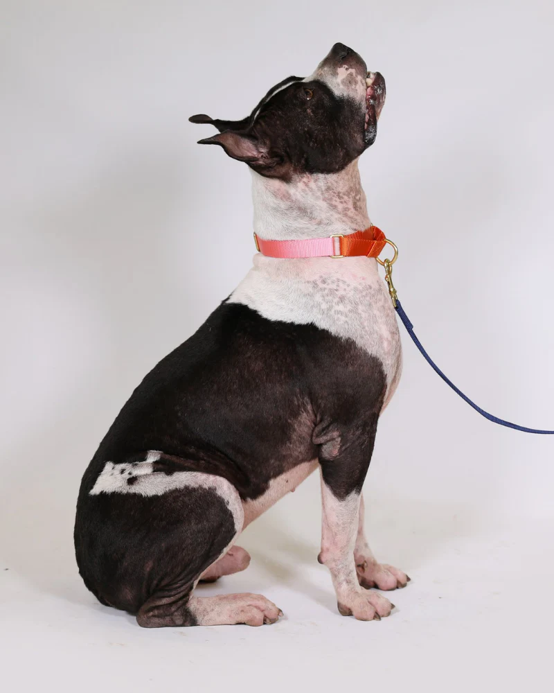 Martingale Dog Collar in Pink + Orange (Made in the USA) - Image 2