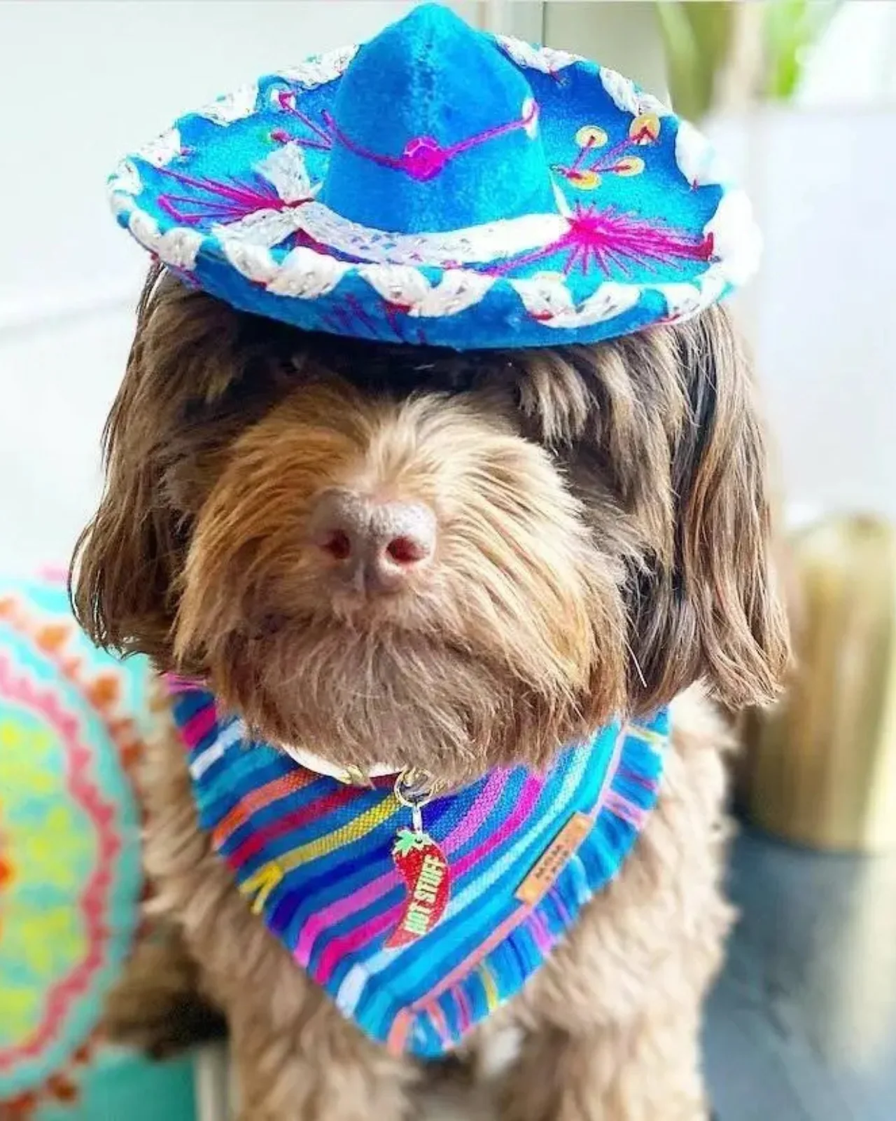 Mariachi Hat for Dogs & Cat - Image 2