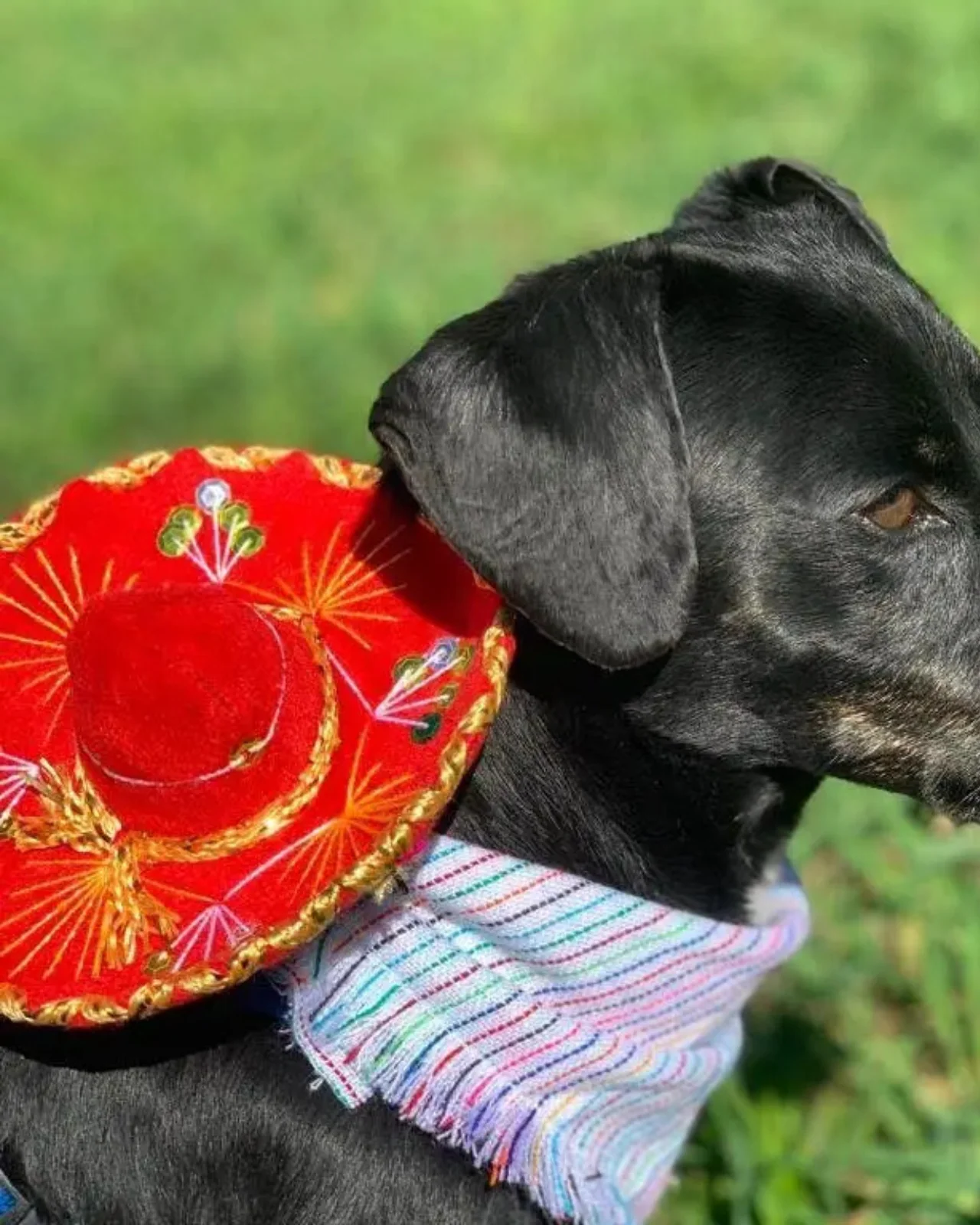 Mariachi Hat for Dogs & Cat - Image 3