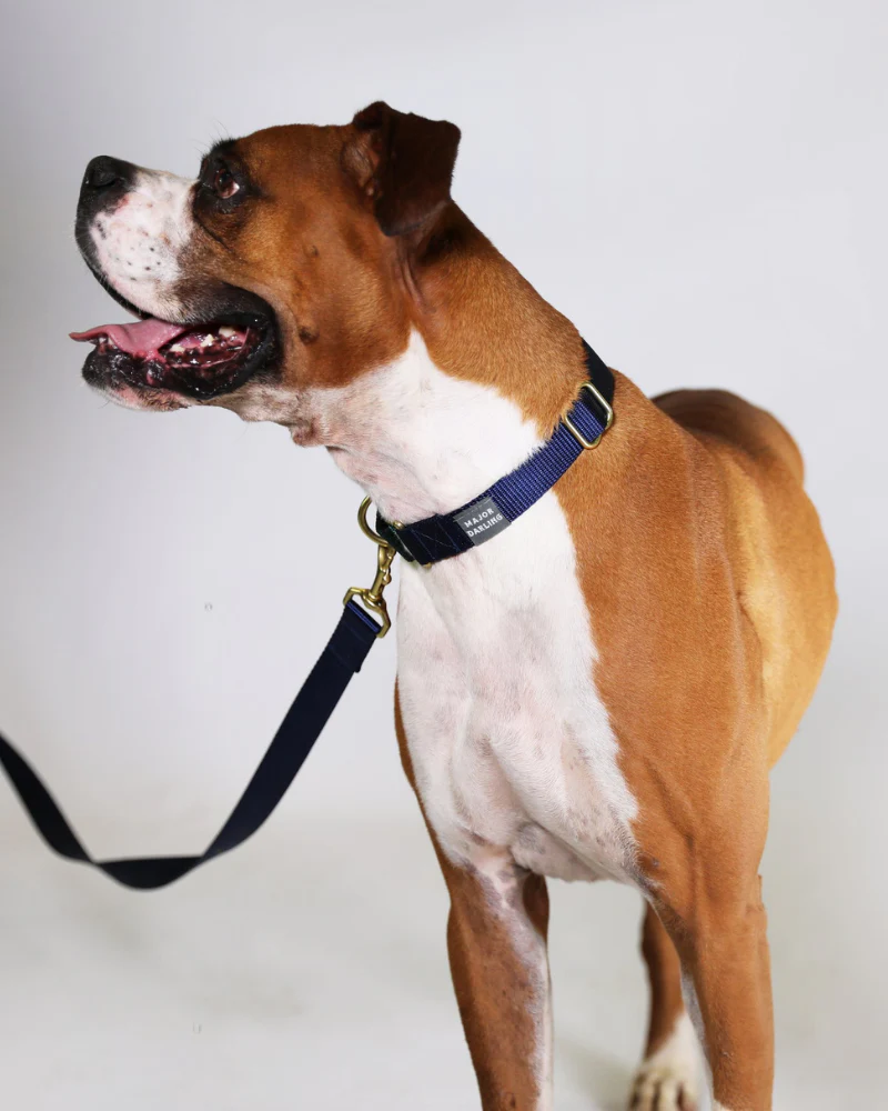 Martingale Dog Collar in Navy + Evergreen (Made in the USA) - Image 4