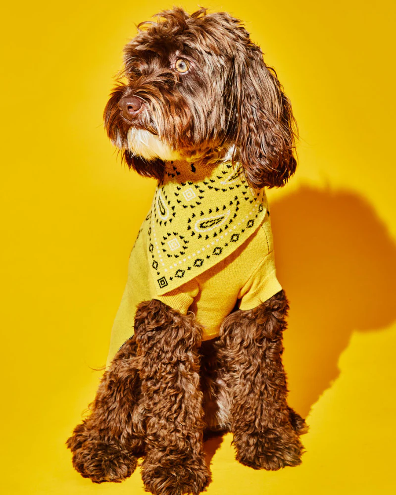 Merino Wool Bandana Print Sweater in Yellow (FINAL SALE) - Image 3