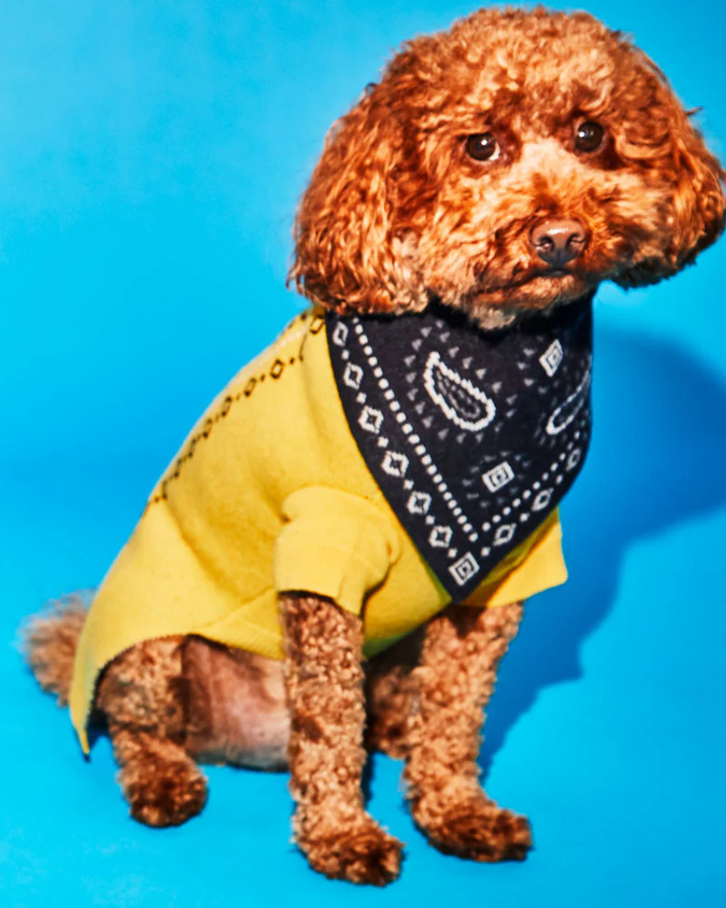 Merino Wool Bandana Print Sweater in Yellow (FINAL SALE) - Image 4