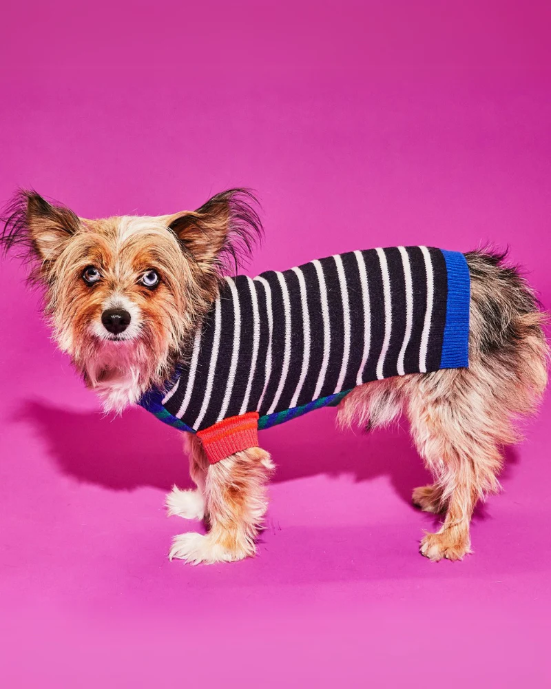 Merino Wool Mixed Up Stripes Dog Sweater (FINAL SALE) - Image 2