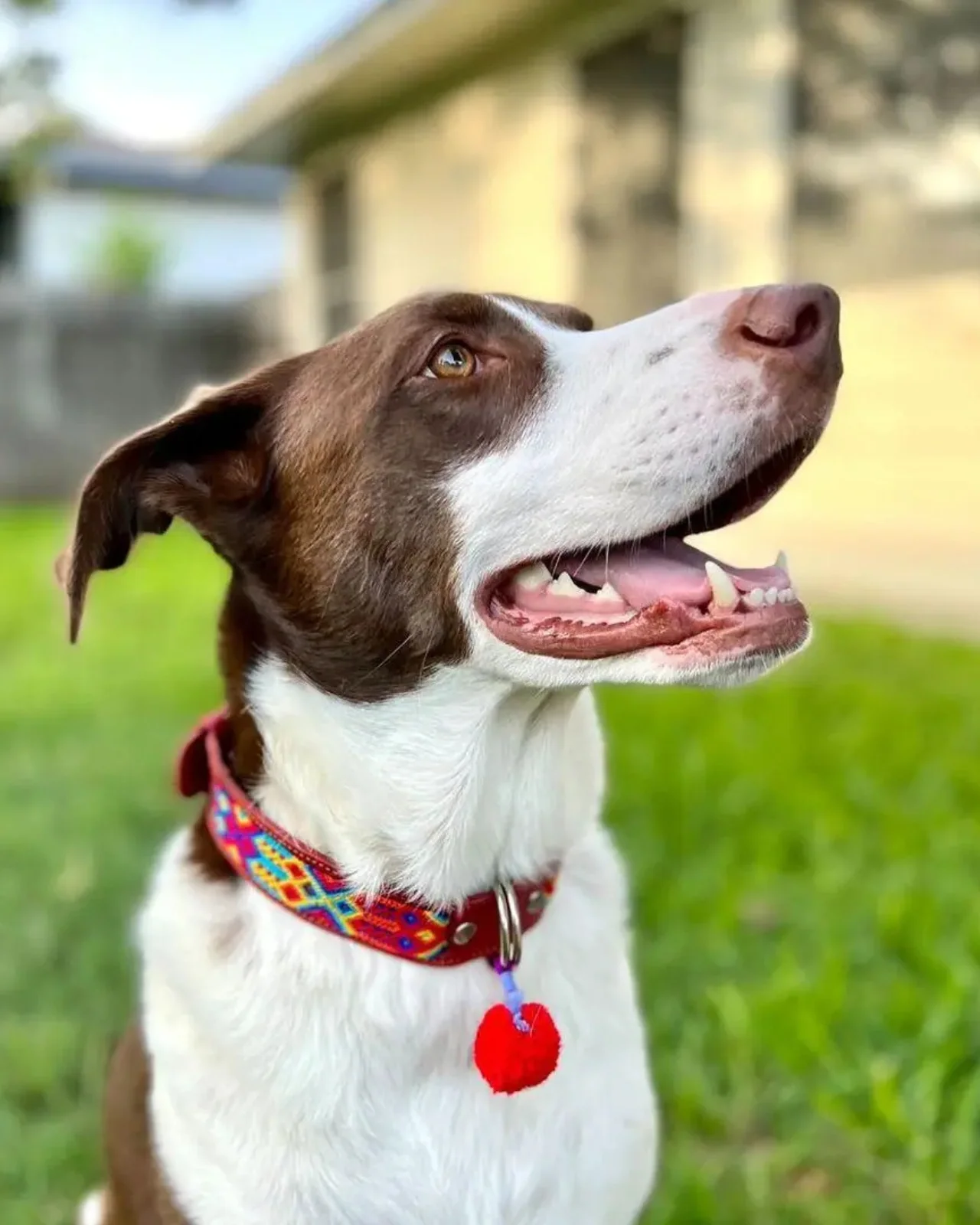 Mexican Boho Inspired Leather Pet Collars (FINAL SALE) - Image 5