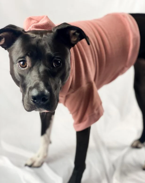 The Basics Dog Hoodie in Copper Terra << CLEARANCE >> - Image 5