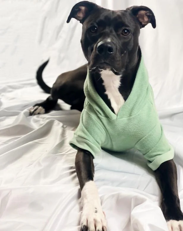 The Basics Dog Hoodie in Summer Seafoam (Made in the USA) << CLEARANCE >> - Image 5