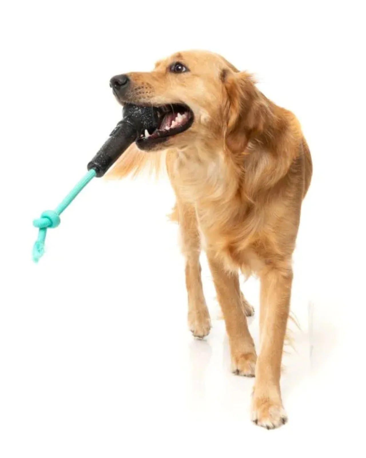 Mic Drop Interactive Chew Dog Toy - Image 4