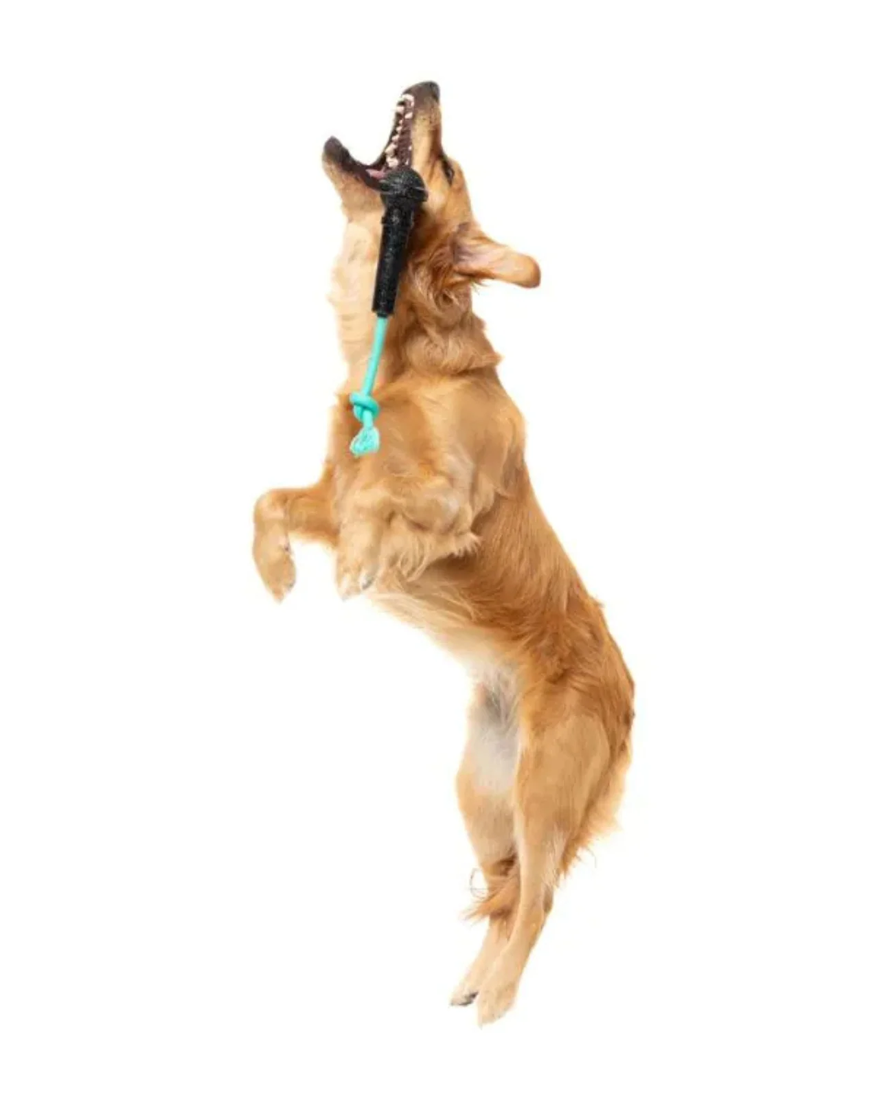 Mic Drop Interactive Chew Dog Toy - Image 5