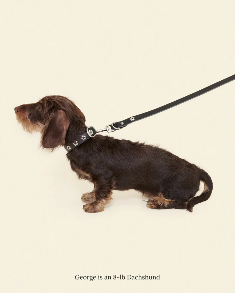 Flower Power Dog Leash in Midnight - Image 2