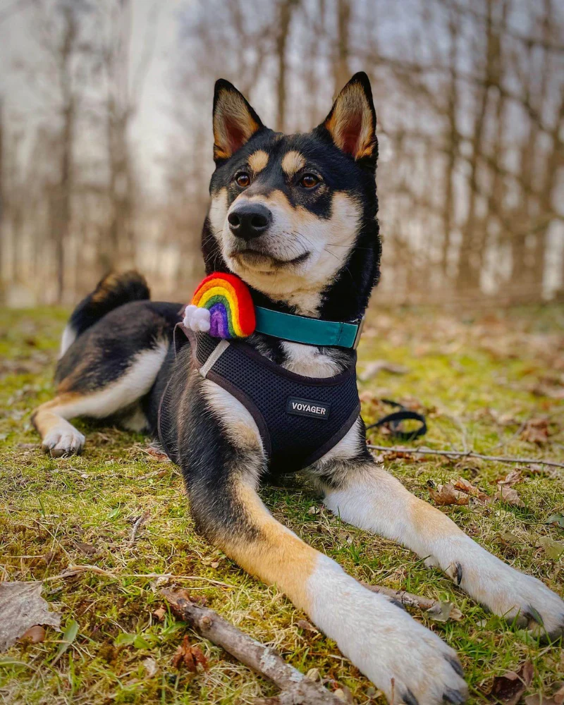 Rainbow Dog Collar Accessory (Made in the USA) (FINAL SALE) - Image 6