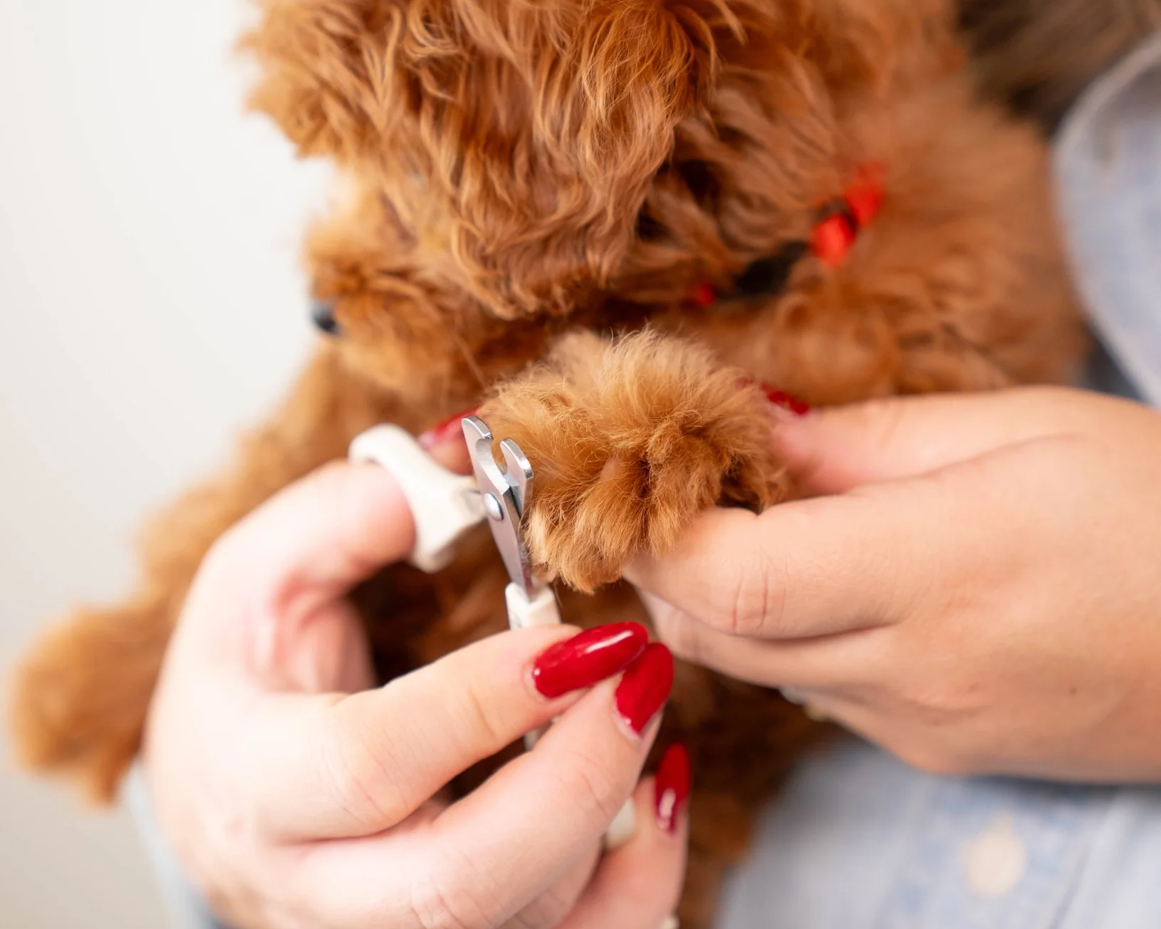 Mini Dog Nail Clippers - Image 3