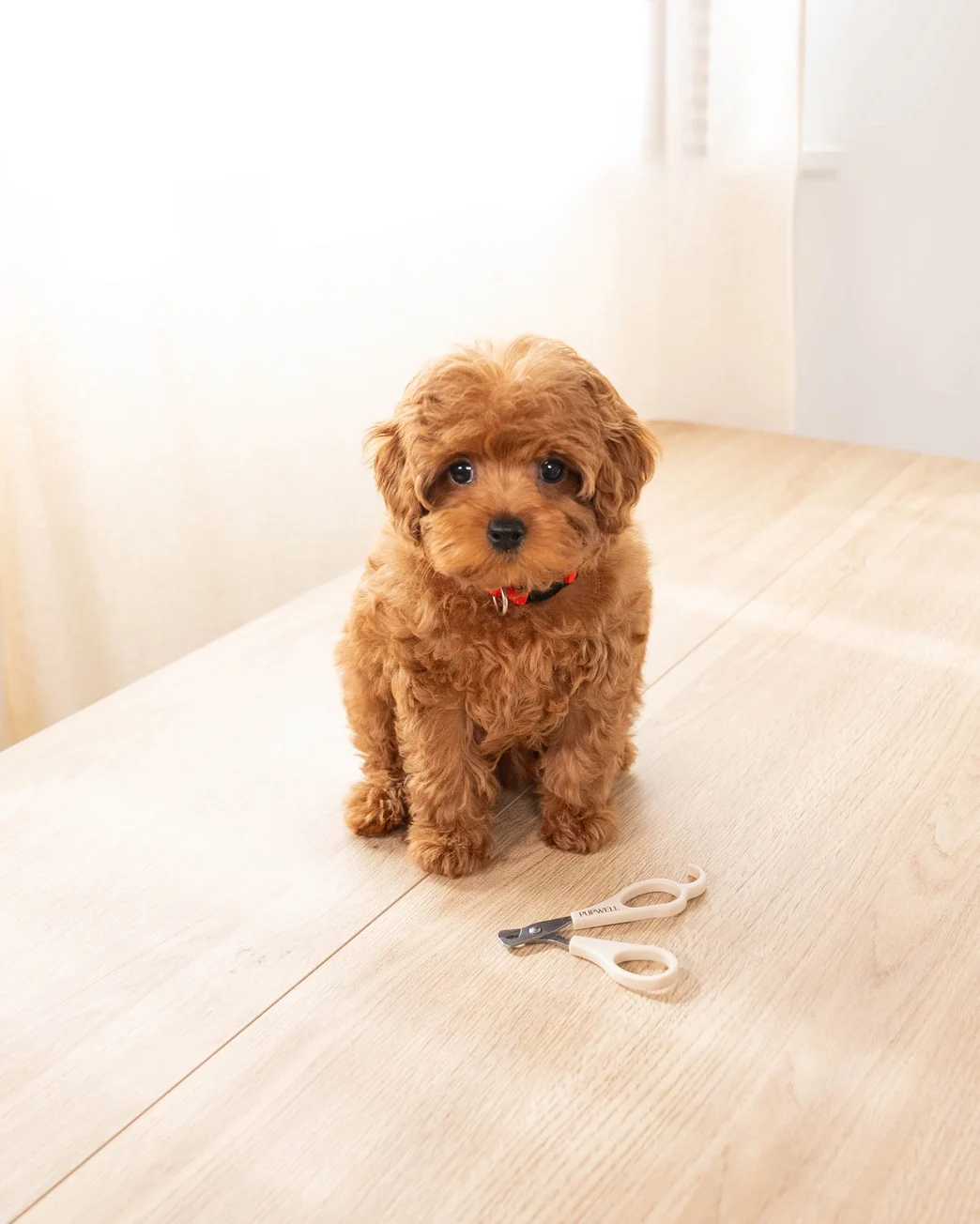 Mini Dog Nail Clippers - Image 6
