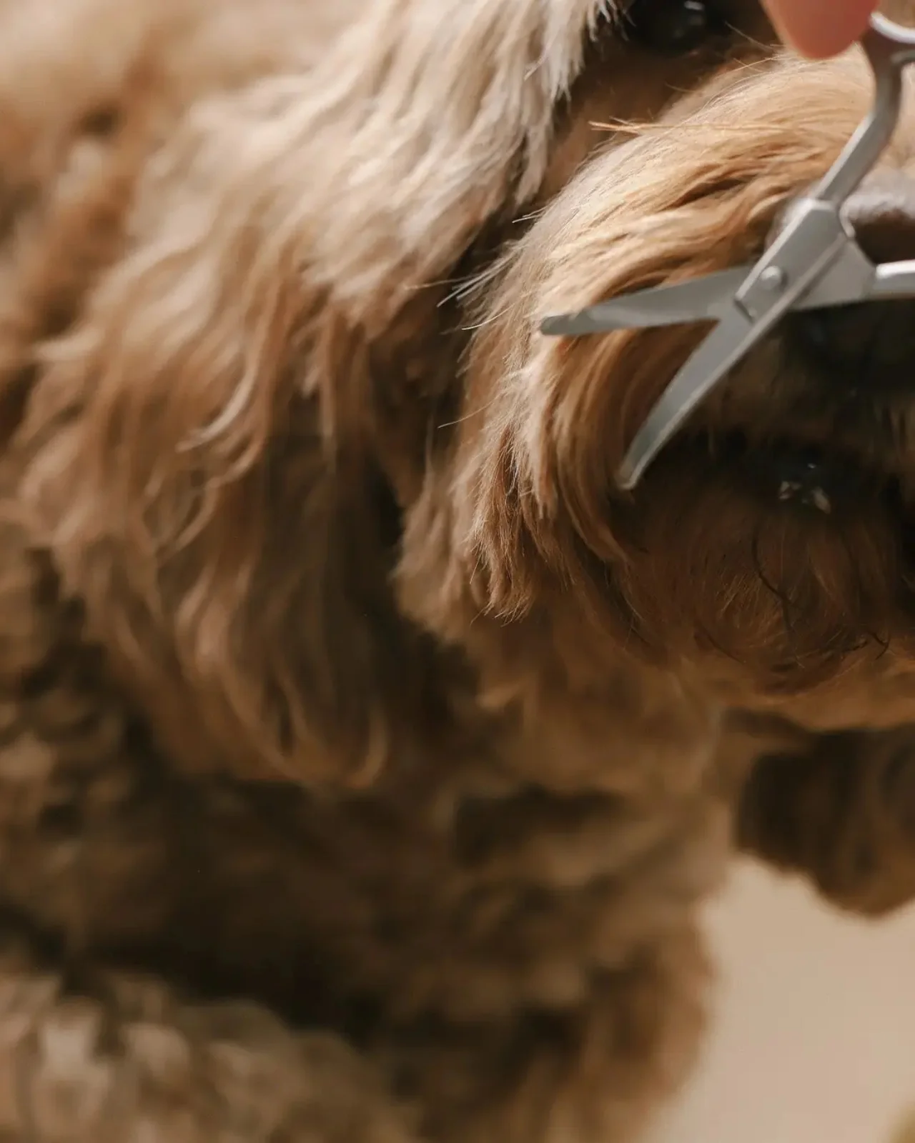 Mini Dog Safety Scissor - Image 7