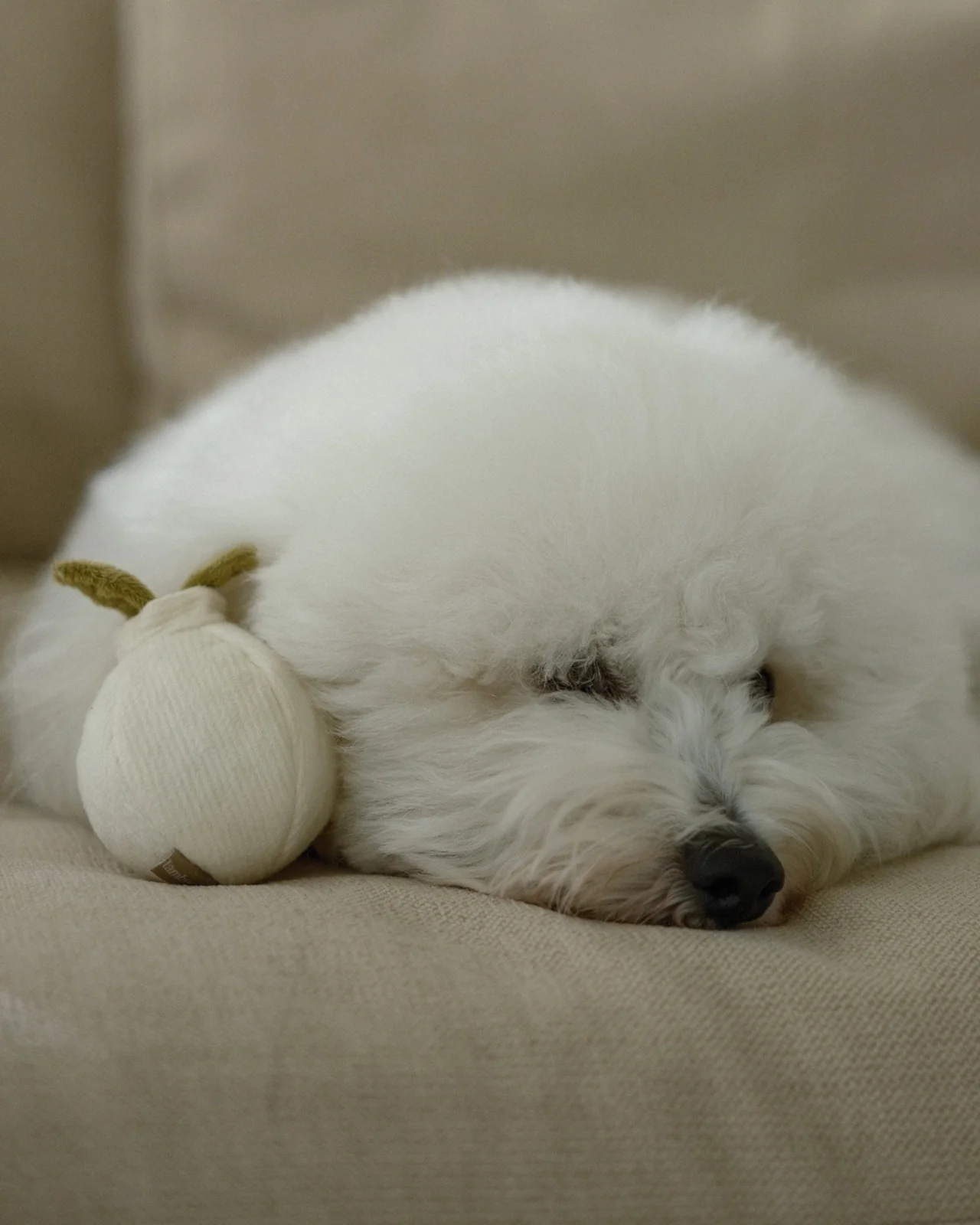 Mini Garlic Enrichment Dog Toy - Image 3