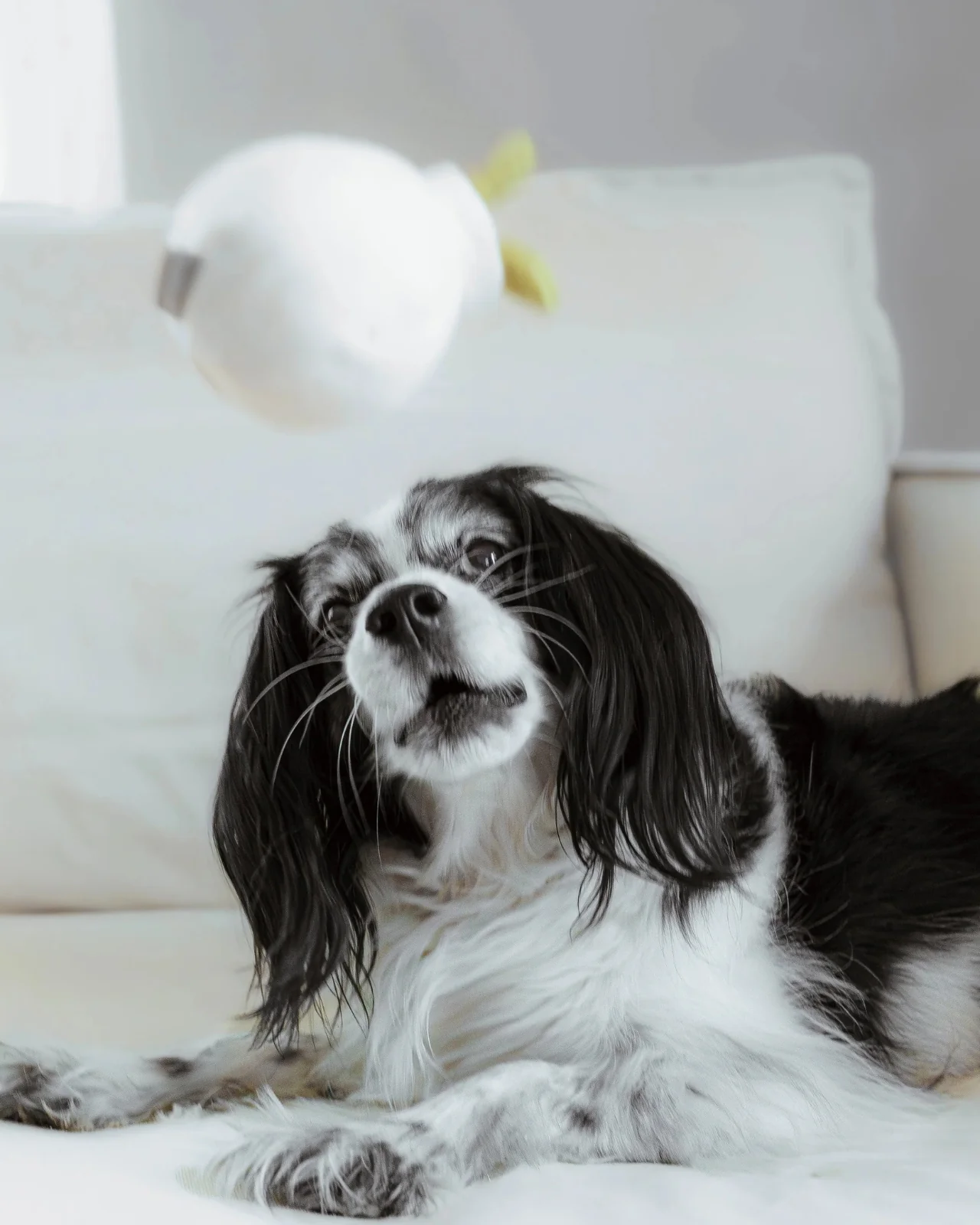 Mini Garlic Enrichment Dog Toy - Image 4