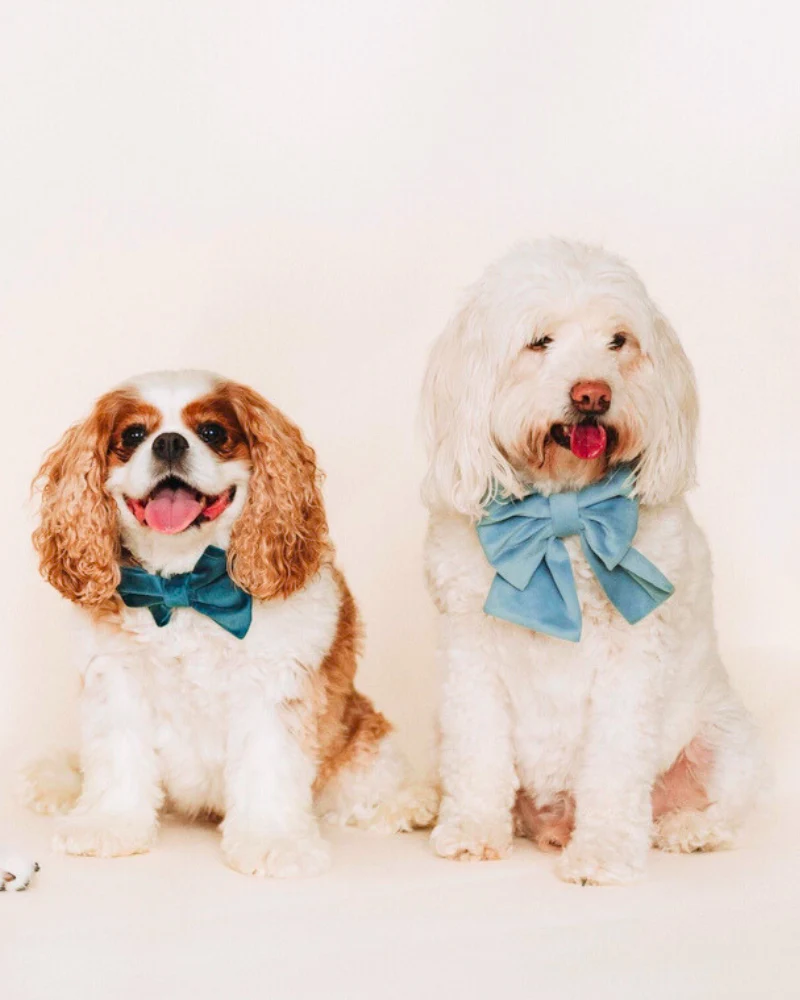 Misty River Classic Velvet Lady Dog Bow Tie - Image 2