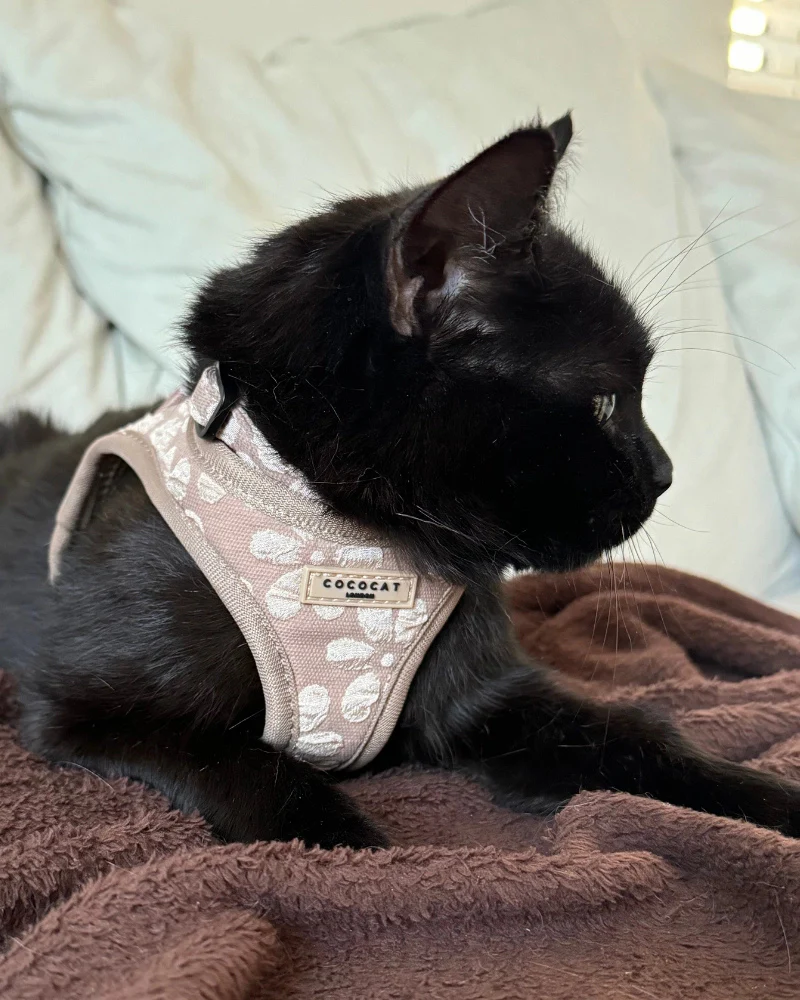 Mocha Flower Padded Cat Harness FINAL SALE
