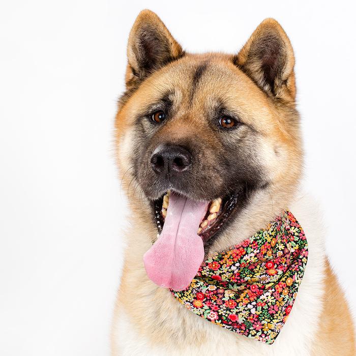MODERN BEAST | Black Floral Neckwear - Image 2