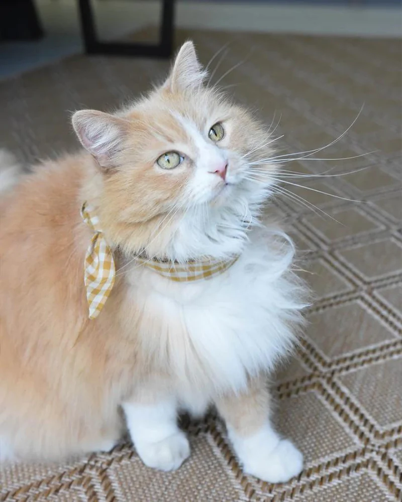 Adventure Neck-Tie In Sunny Day Gingham For Dogs & Cats<br>(Made in the USA) (FINAL SALE) - Image 3