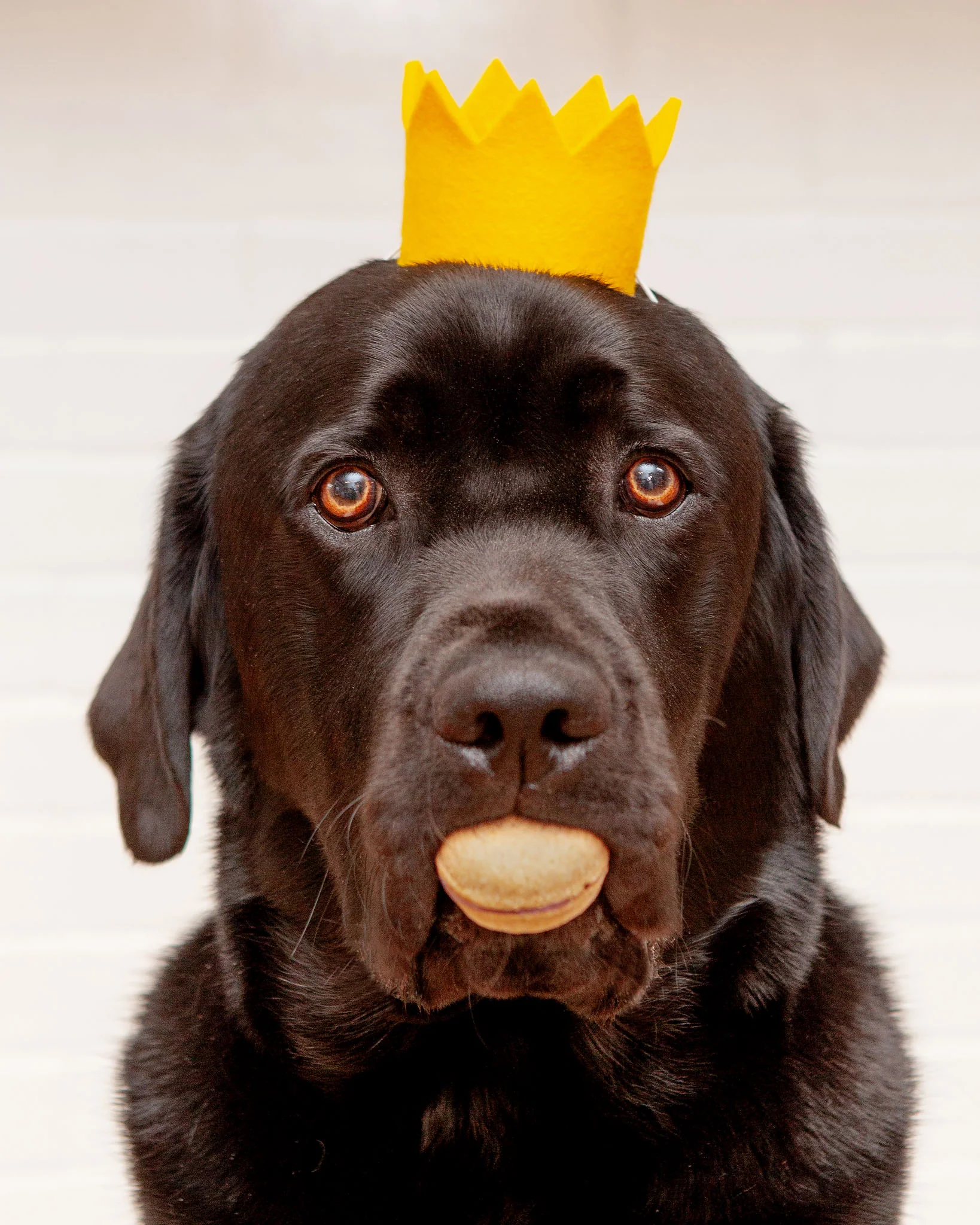 Party Beast Crown (Made in the USA) - Image 2