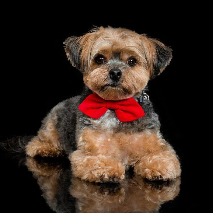 MODERN BEAST | Red Corduroy BowTie - Image 3