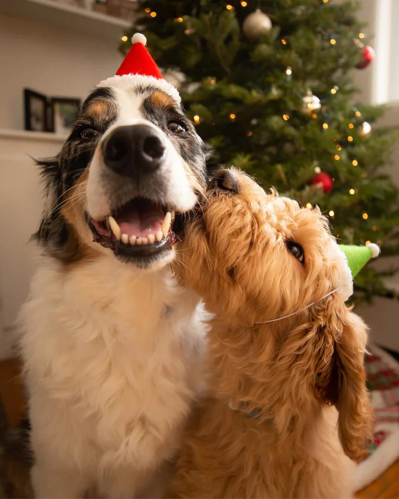 Santa Holiday Hat for Dogs & Cats (Made in the USA) - Image 3