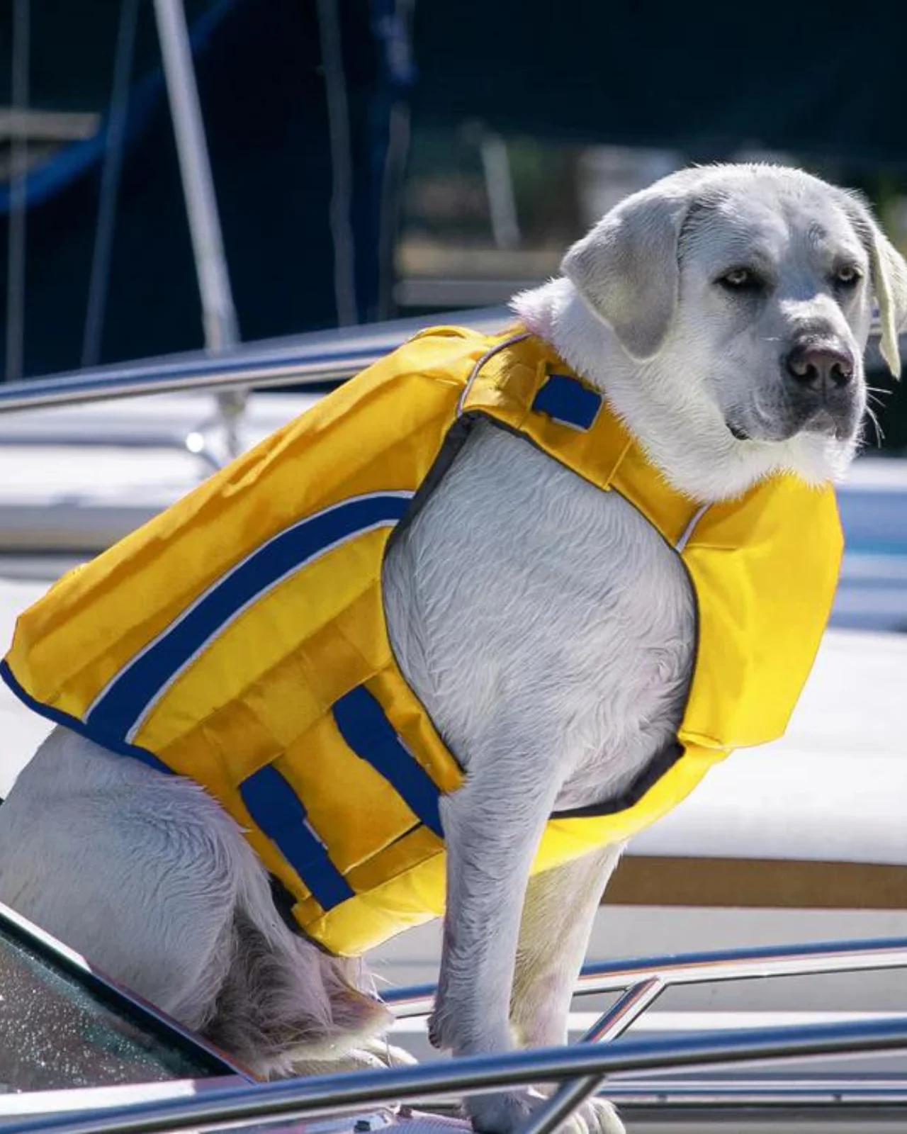 Monterey Bay Dog Life Jacket in Nautical Yellow - Image 6