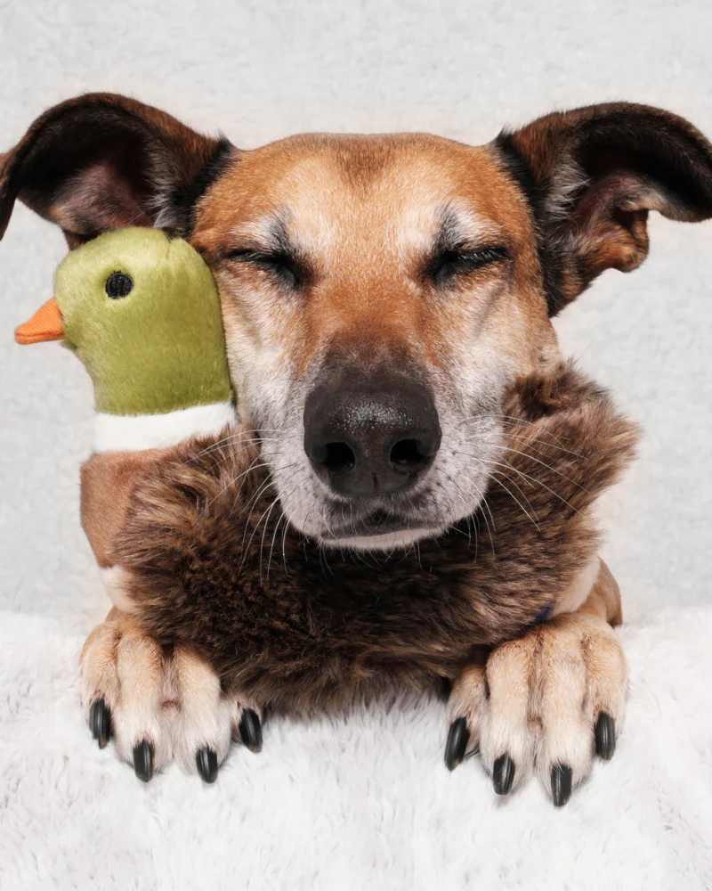 Morley Mallard Squeaky Dog Plush Toy - Image 2