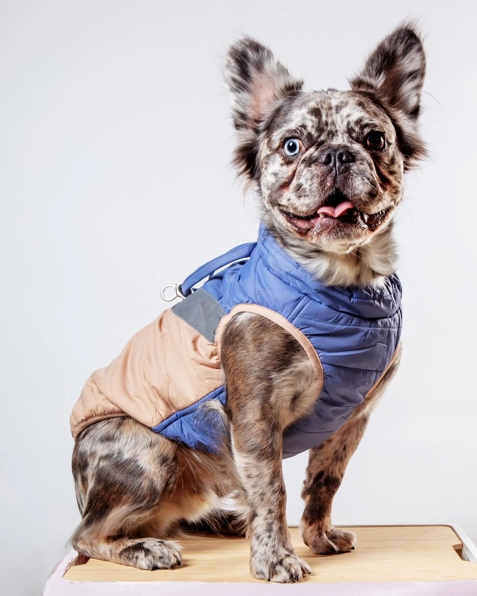 Mountaineer Waterproof Dog Harness Jacket in Tan & Moonstone Blue (FINAL SALE) - Image 3