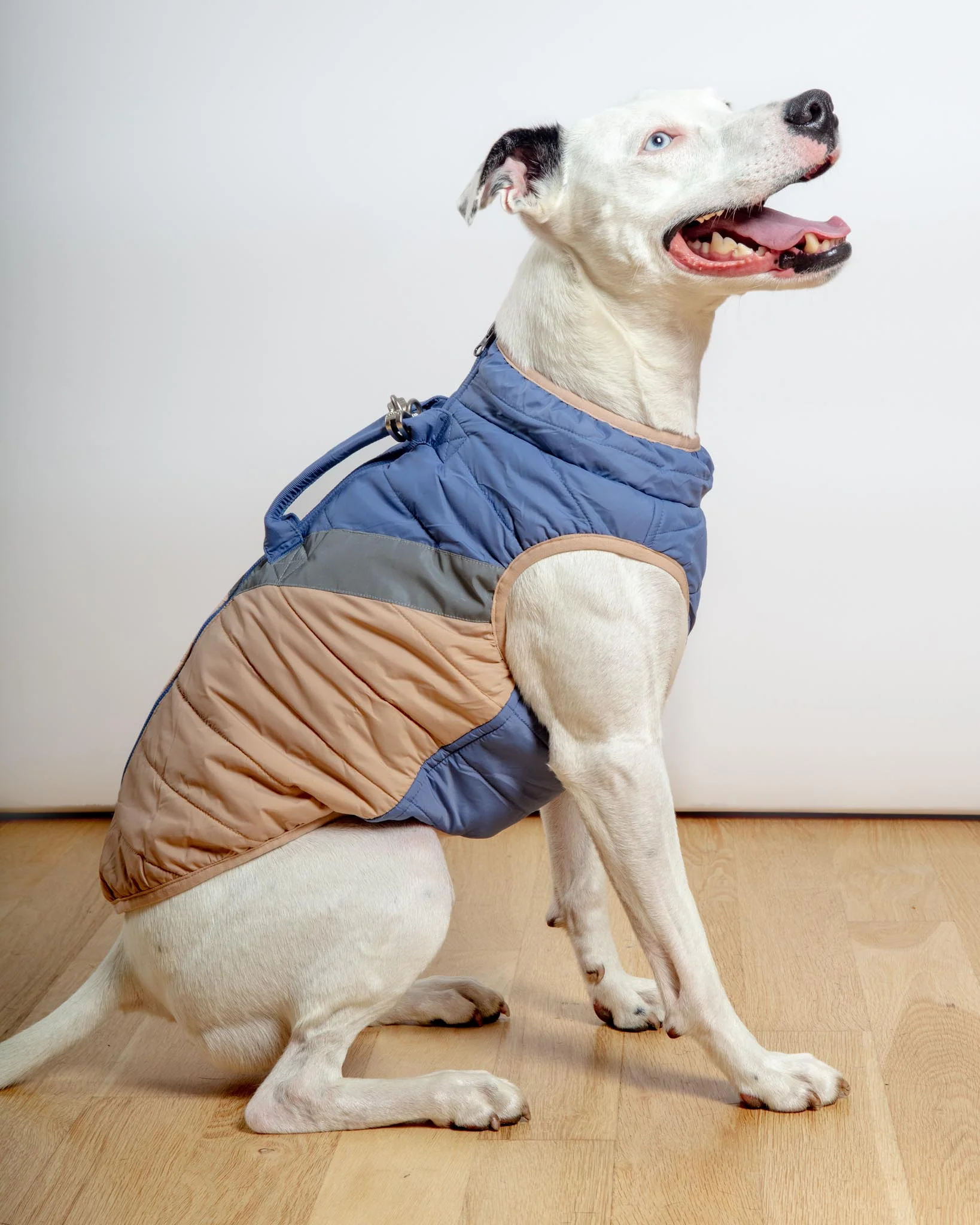 Mountaineer Waterproof Dog Harness Jacket in Tan & Moonstone Blue (FINAL SALE) - Image 8