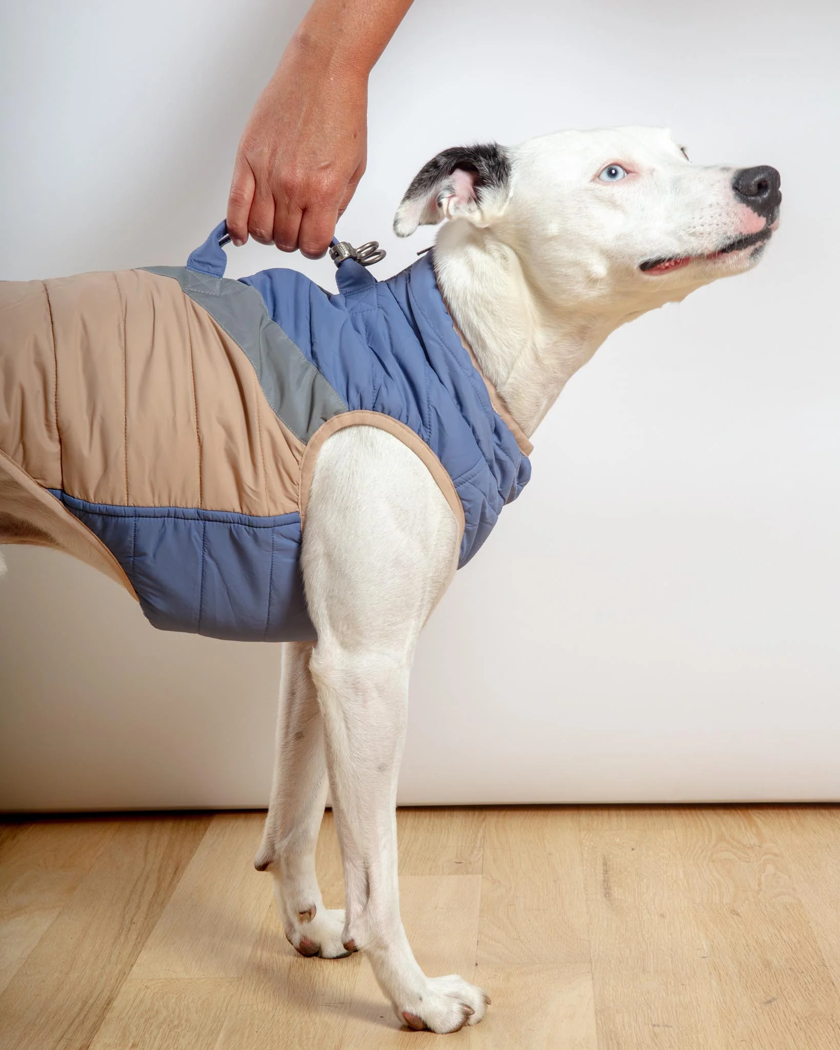 Mountaineer Waterproof Dog Harness Jacket in Tan & Moonstone Blue (FINAL SALE) - Image 9