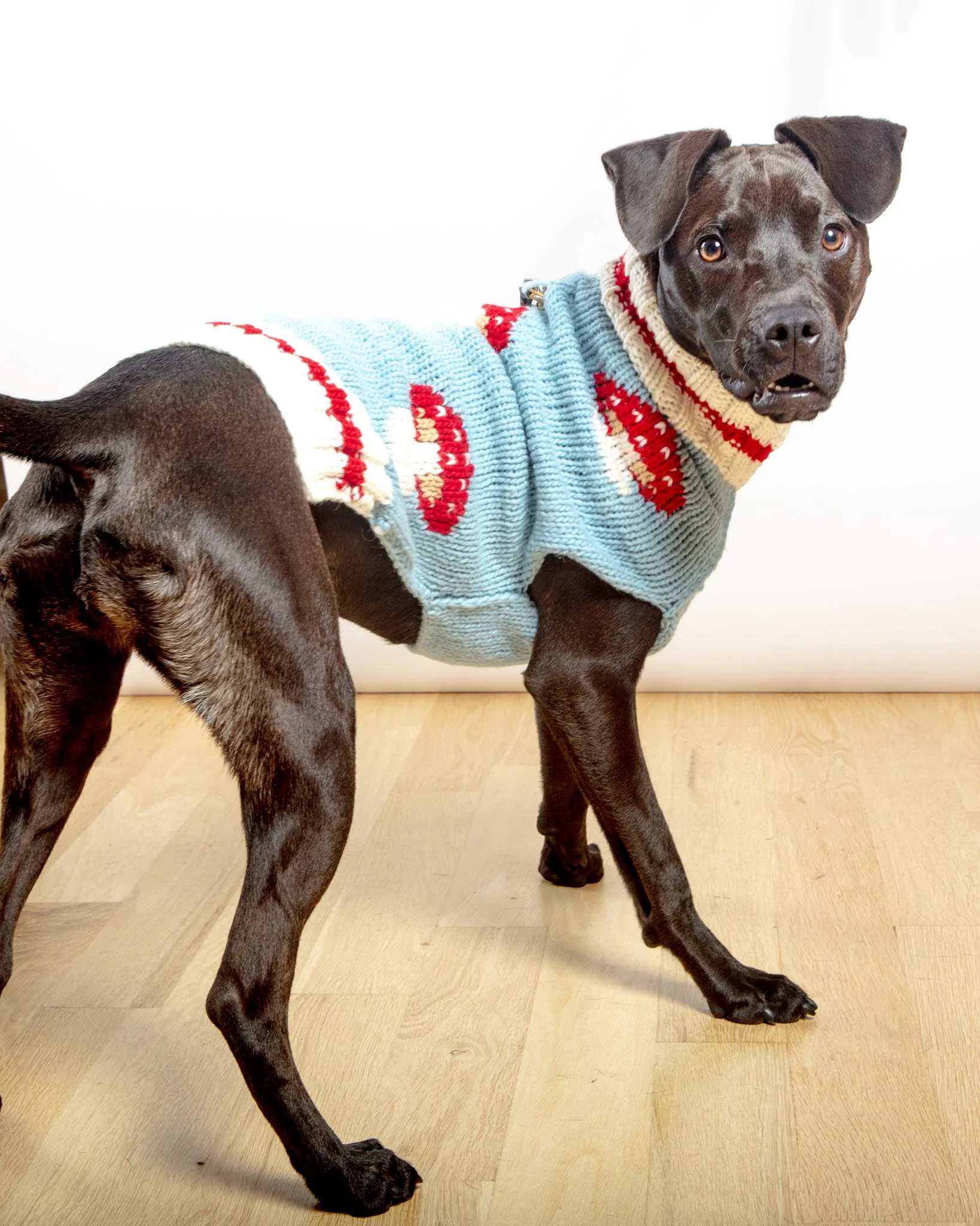 Mushroom Wool Dog Sweater (FINAL SALE) - Image 4