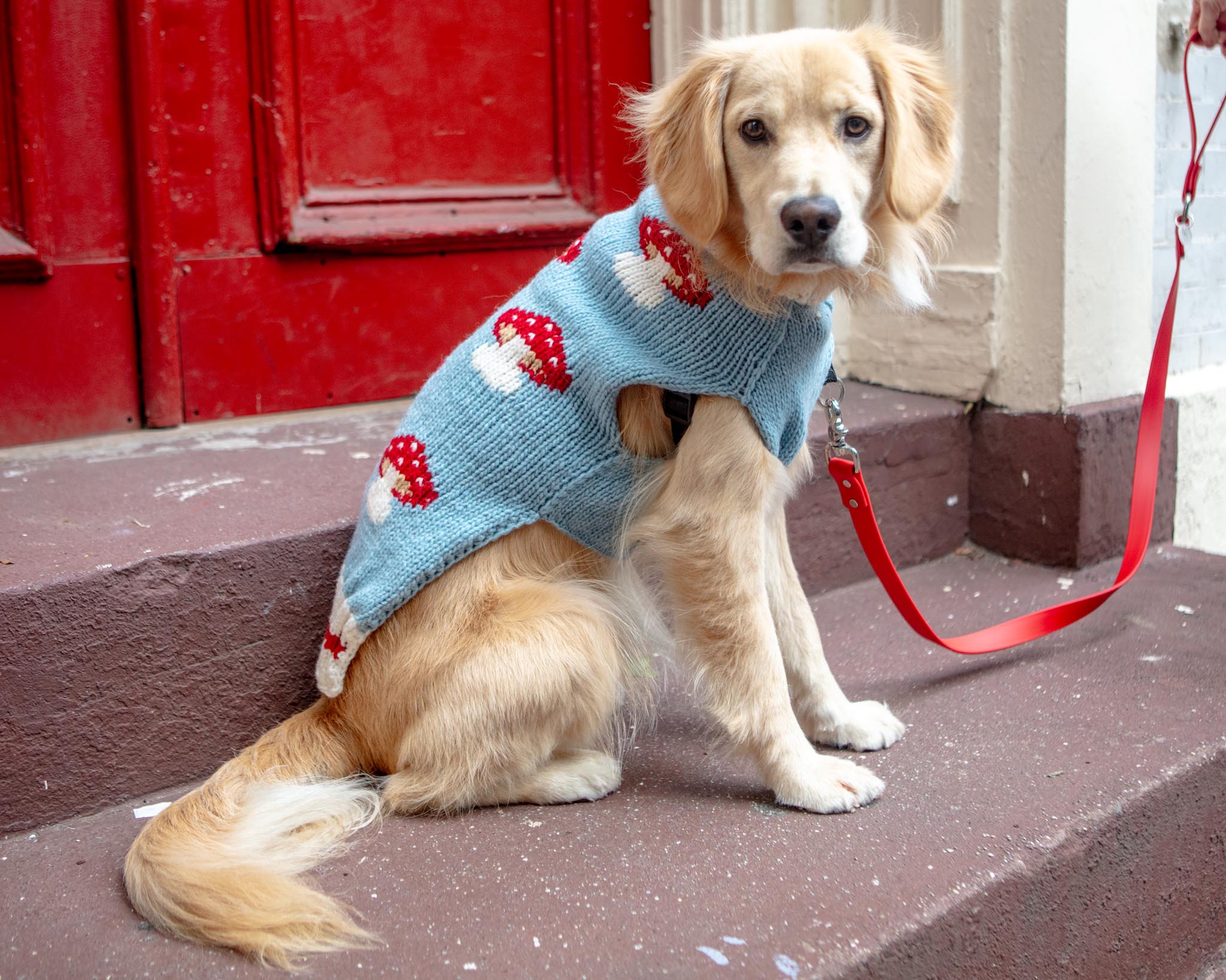 Mushroom Wool Dog Sweater (FINAL SALE) - Image 5